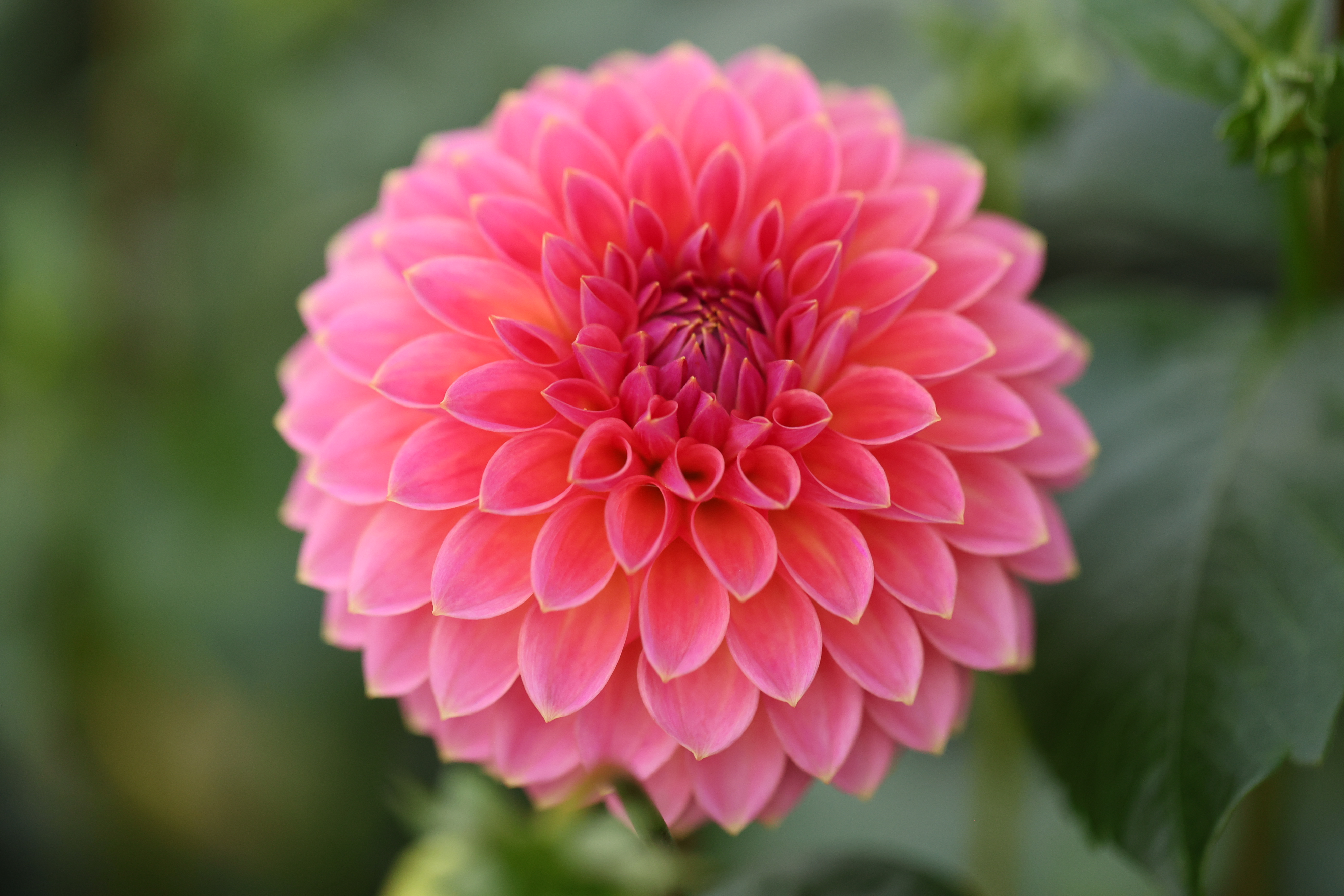 Polventon Kristobel dahlia