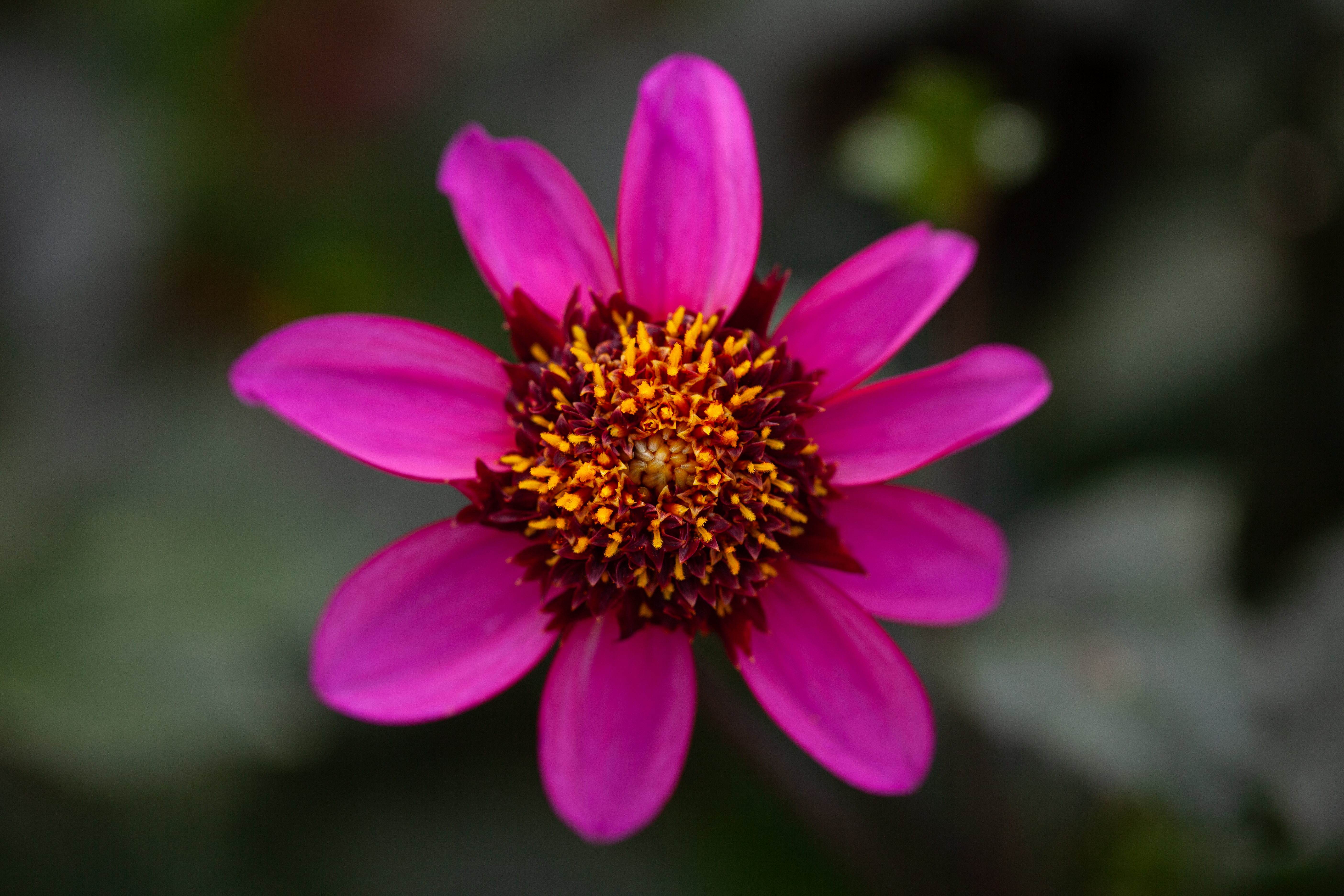 Poodle Skirt dahlia