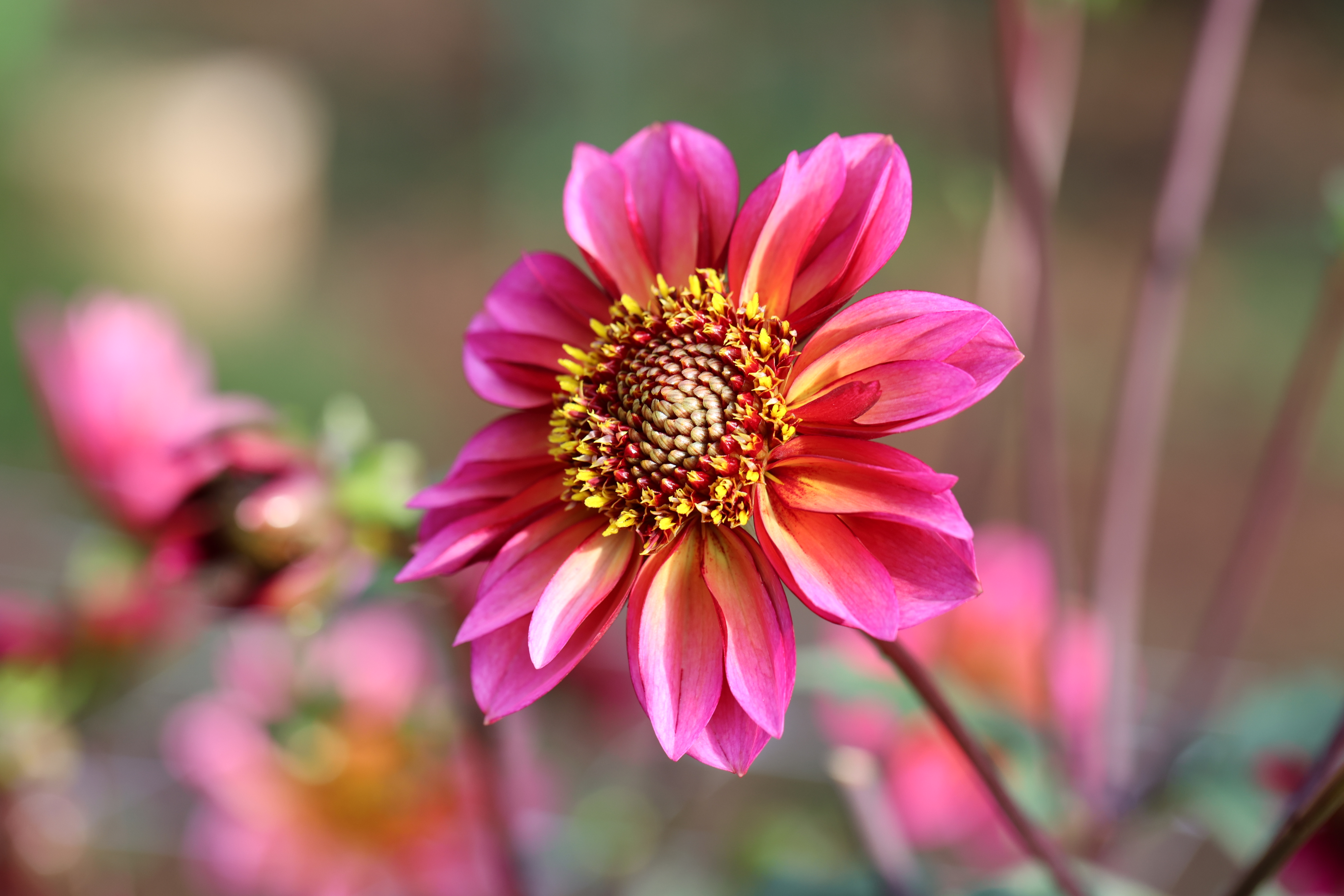 Princess Nadine dahlia
