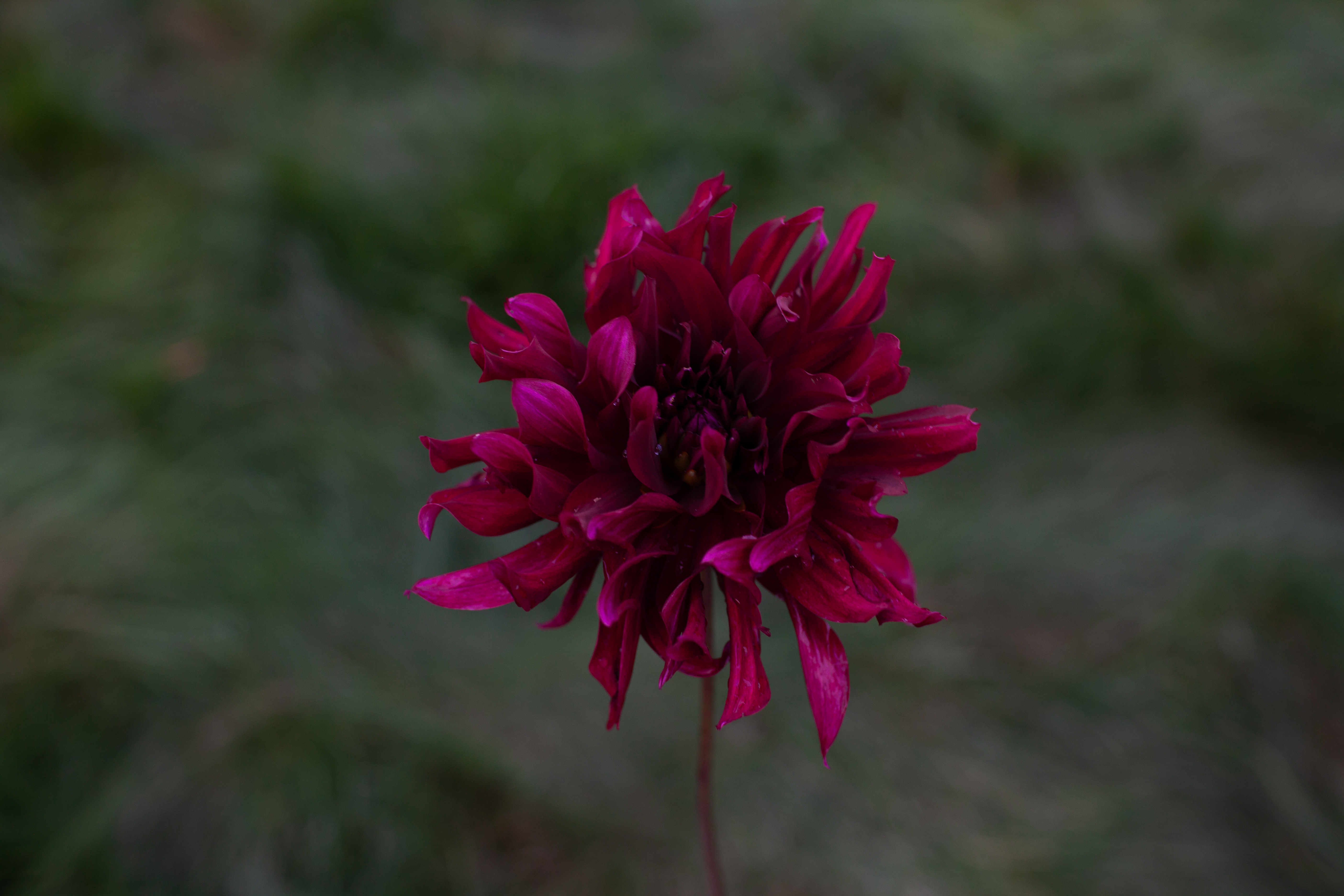 Prince Noir dahlia