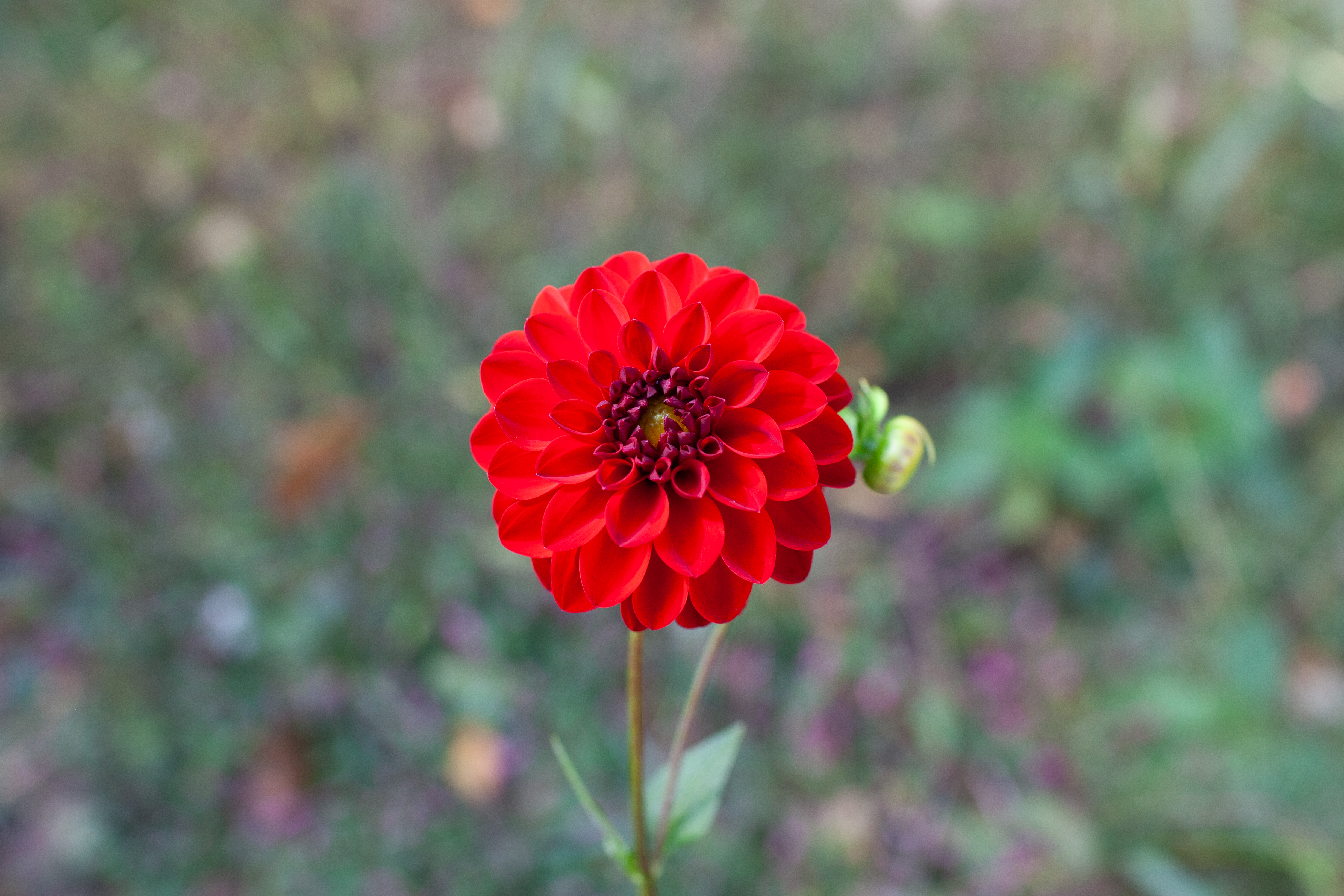 Puget Sparkle dahlia