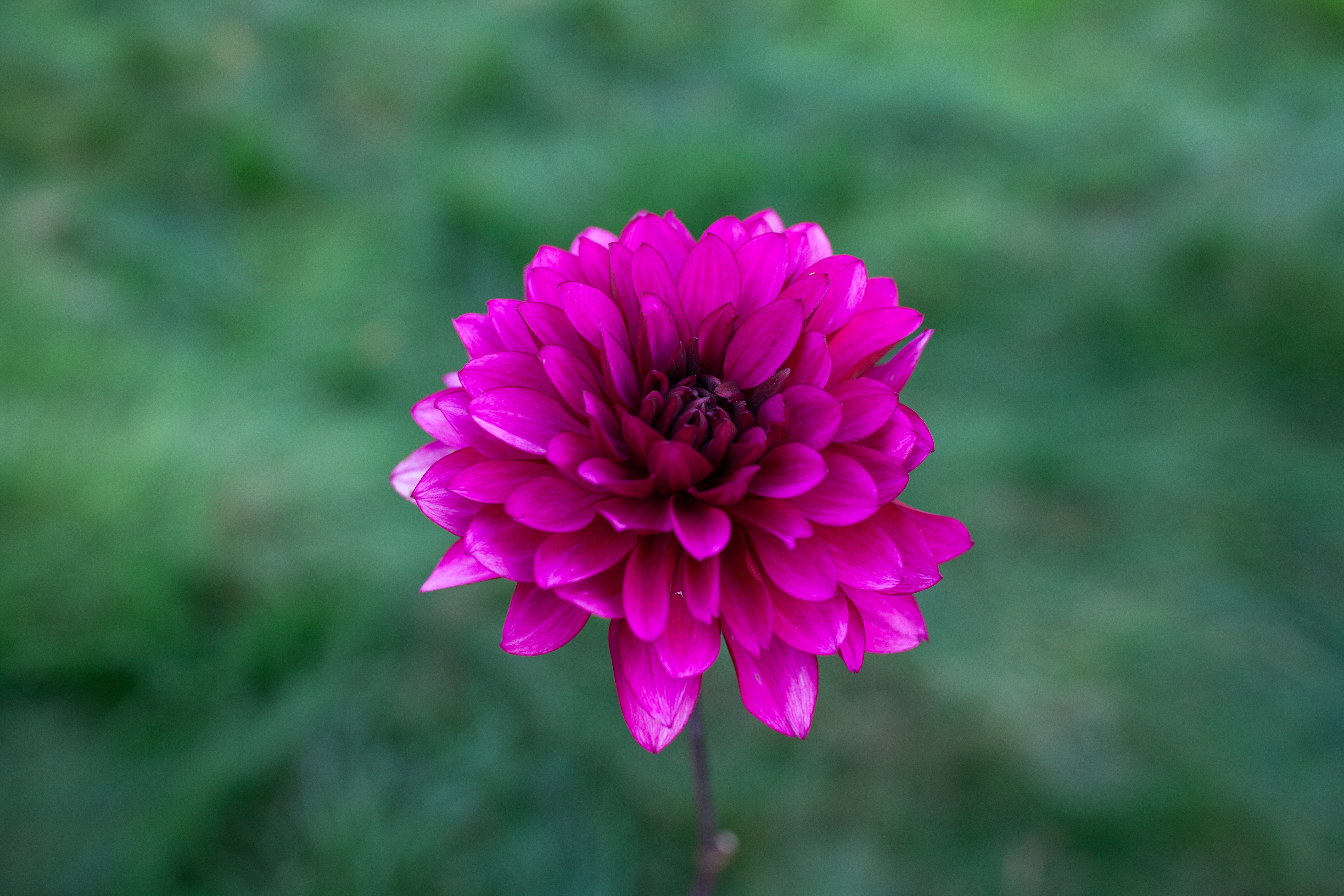 Purple Flame dahlia