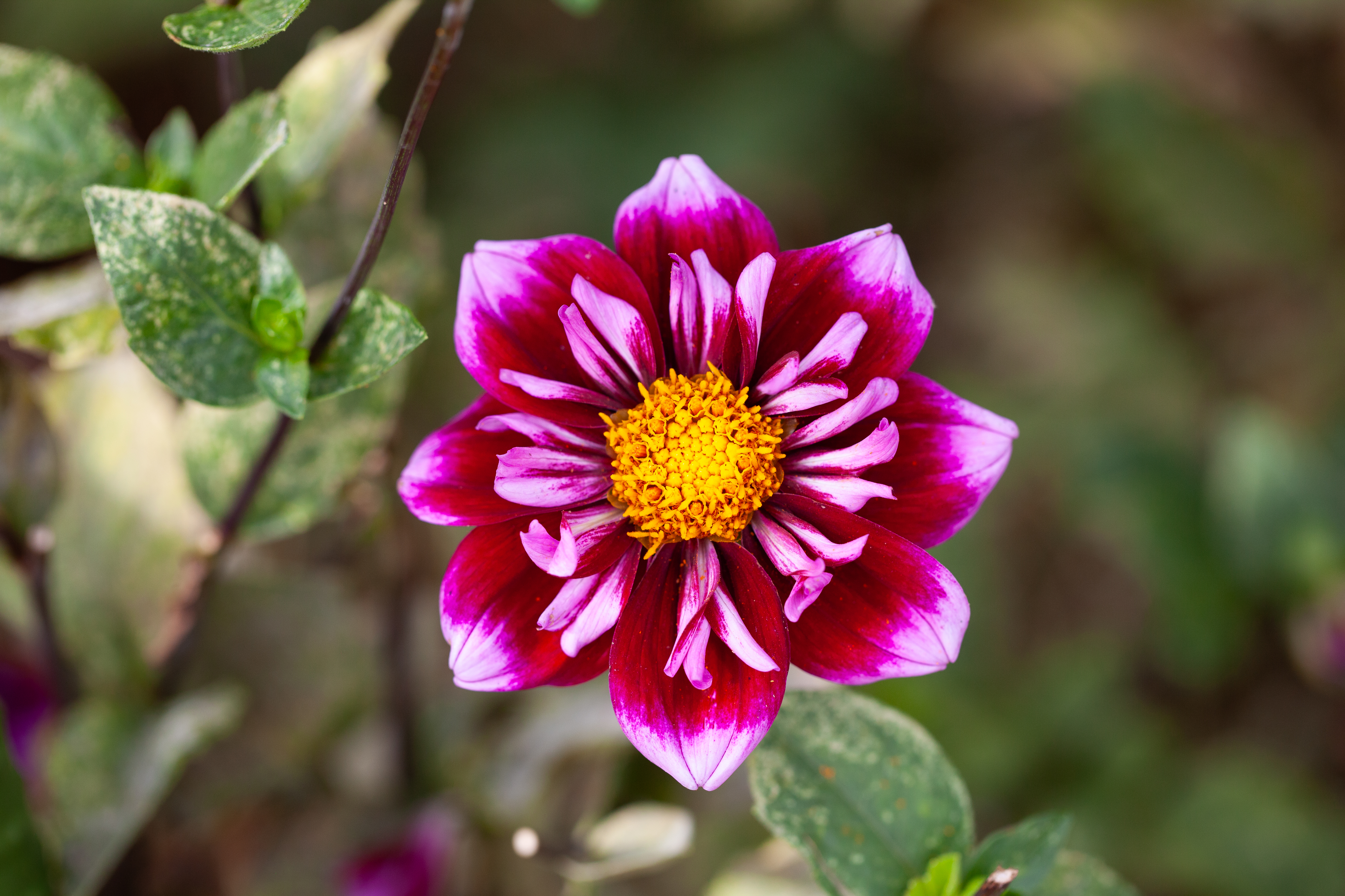 Purple Wow dahlia