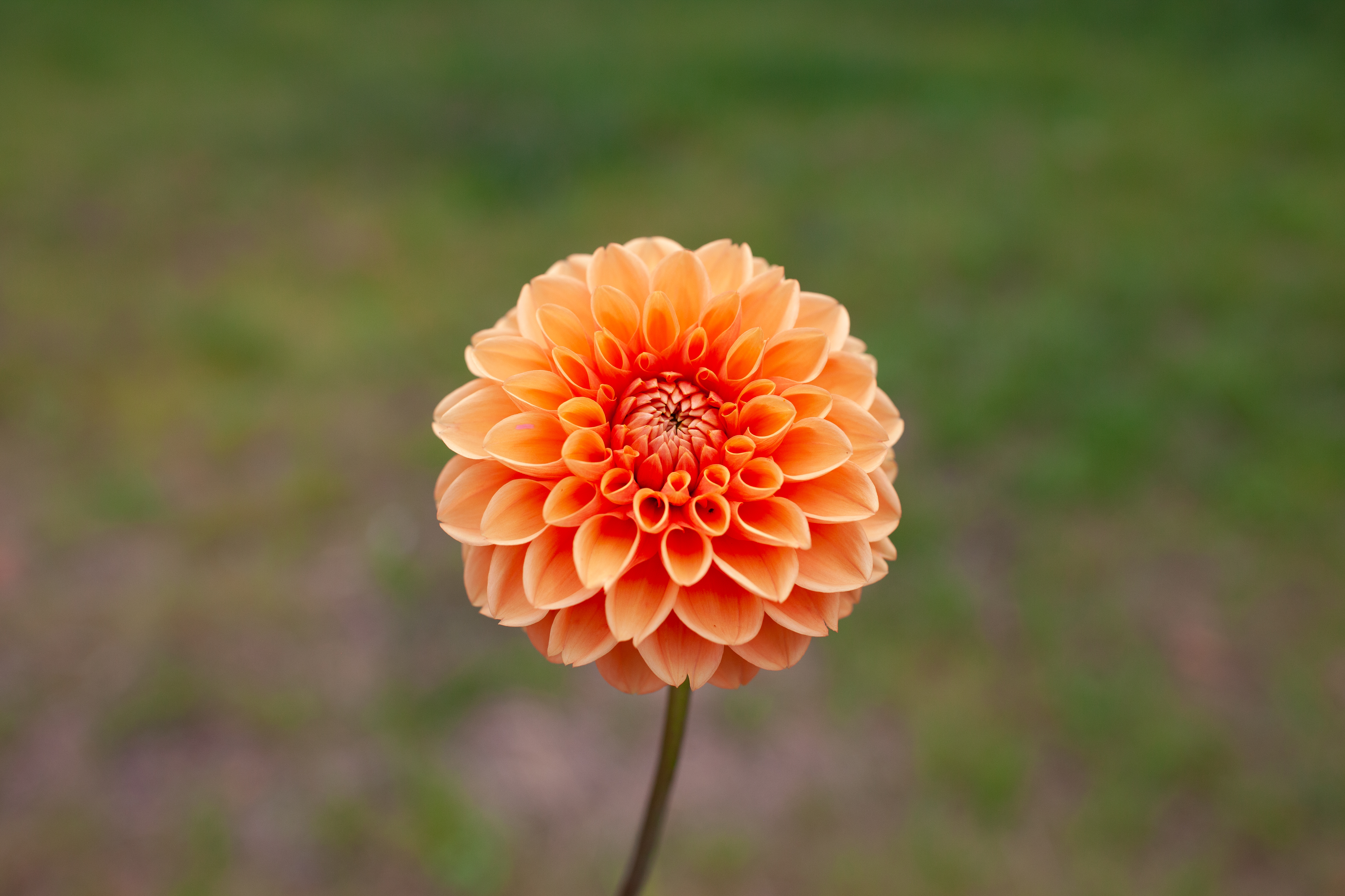 Rancho dahlia