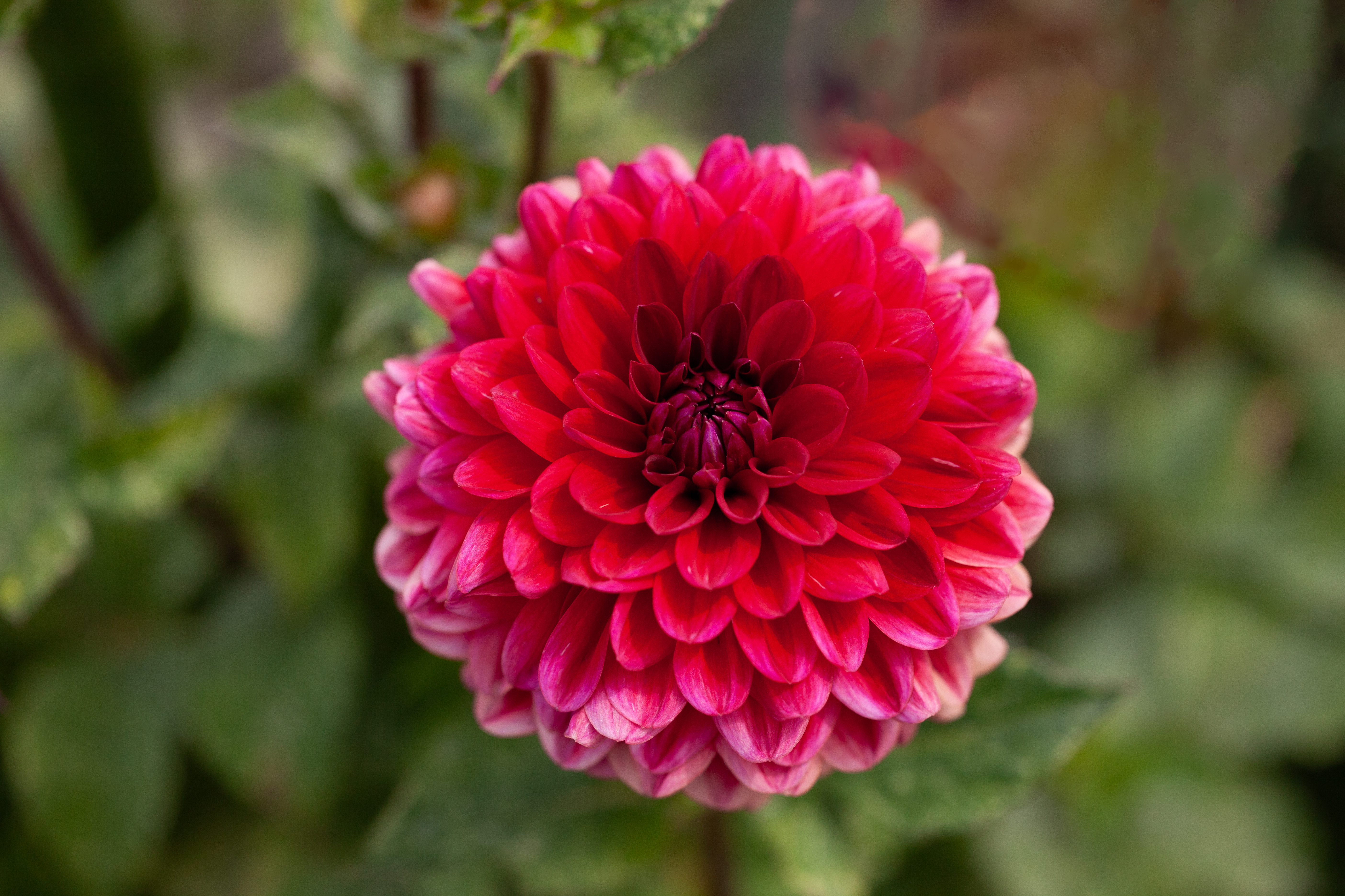 Red Runner dahlia