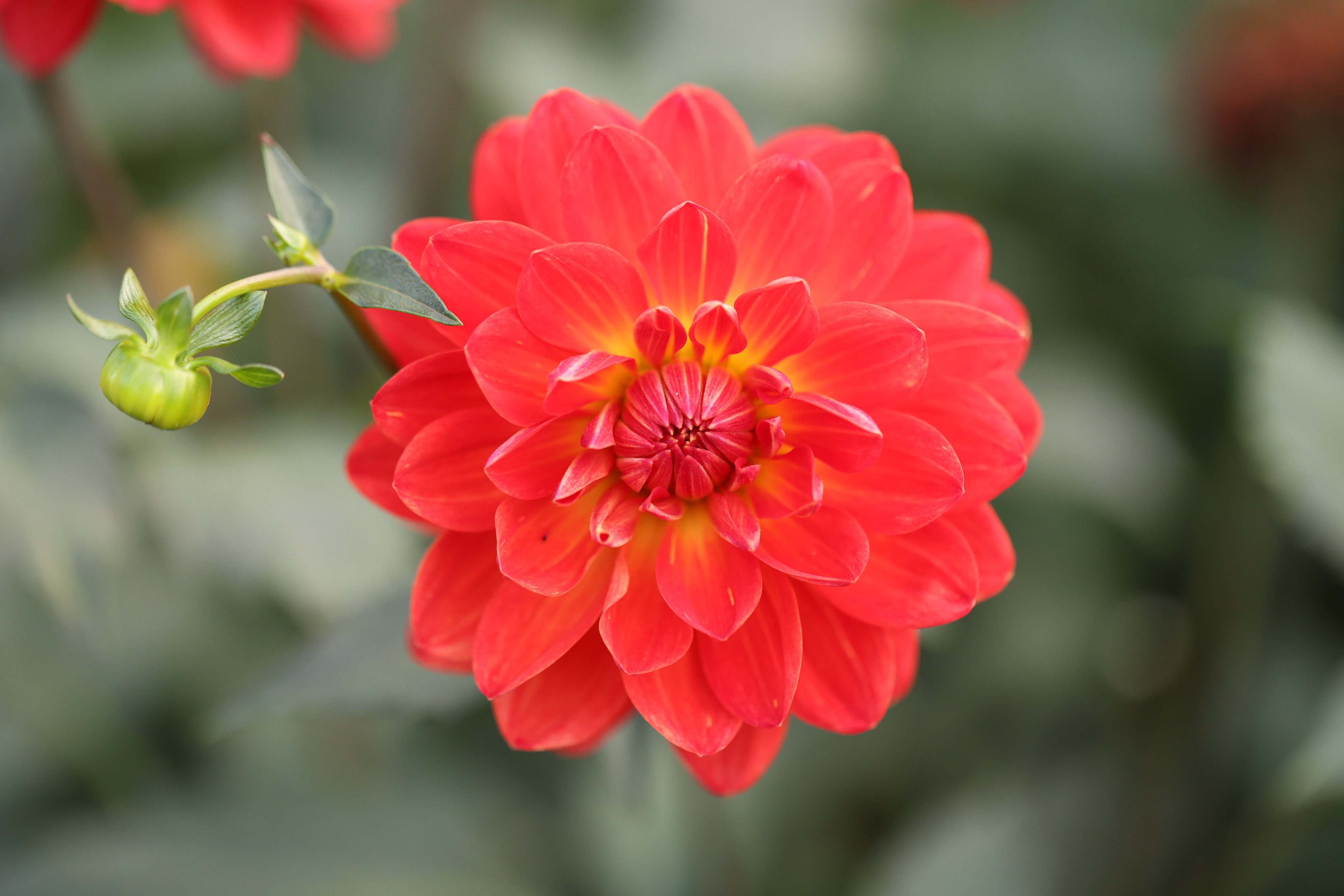 Red Velvet dahlia