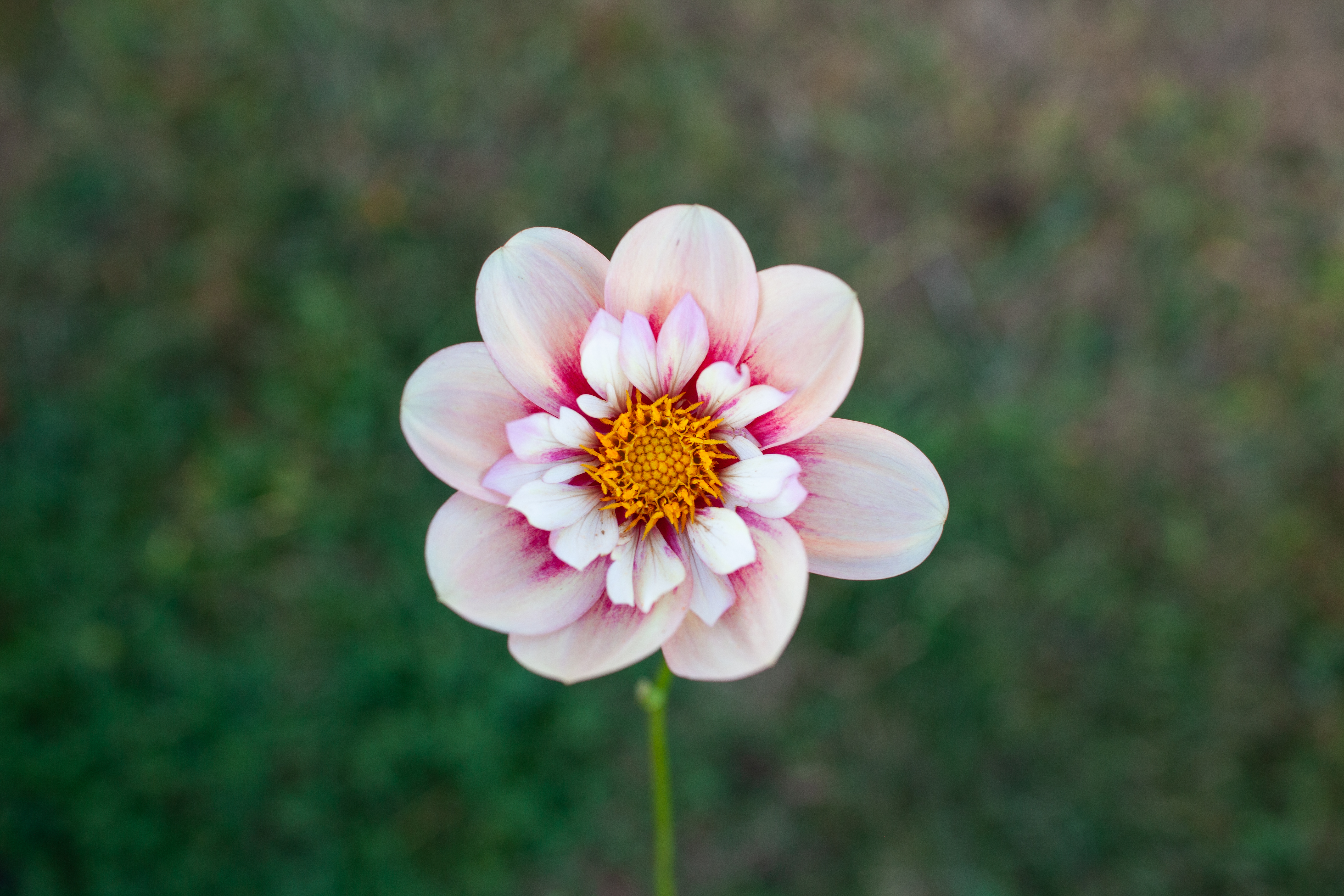 Rhubarb And Custard dahlia