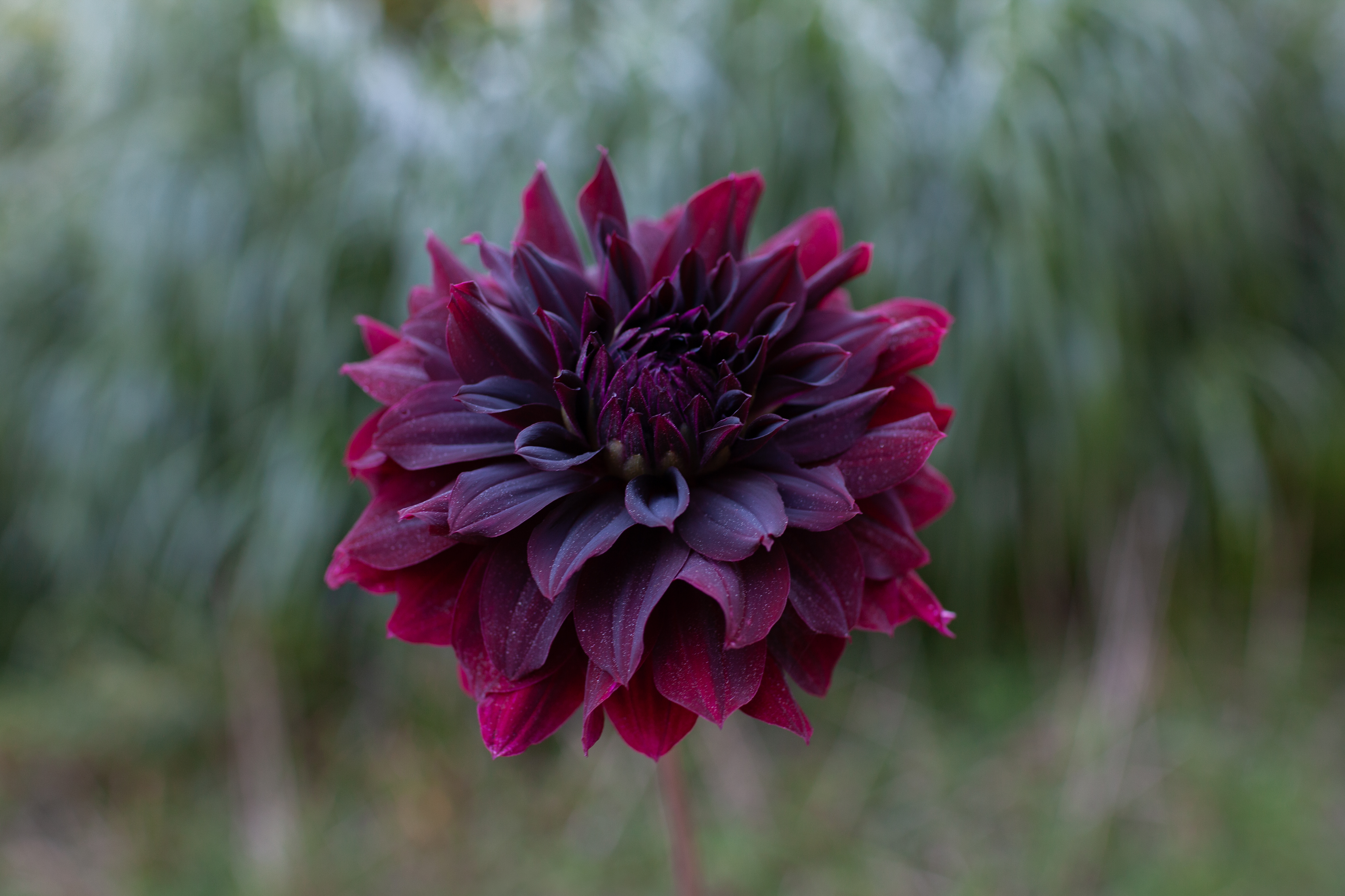 Rip City dahlia