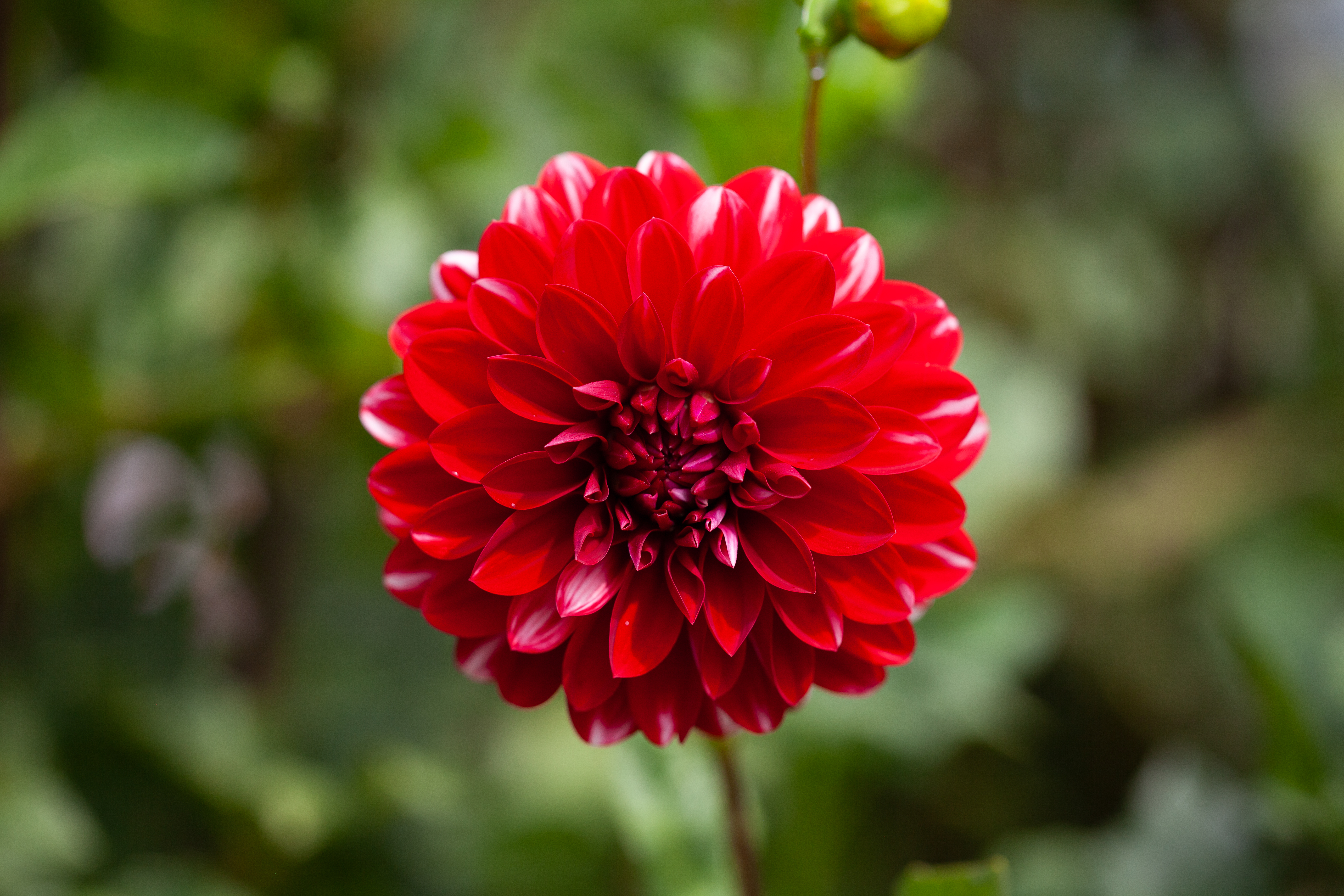 Ringo dahlia