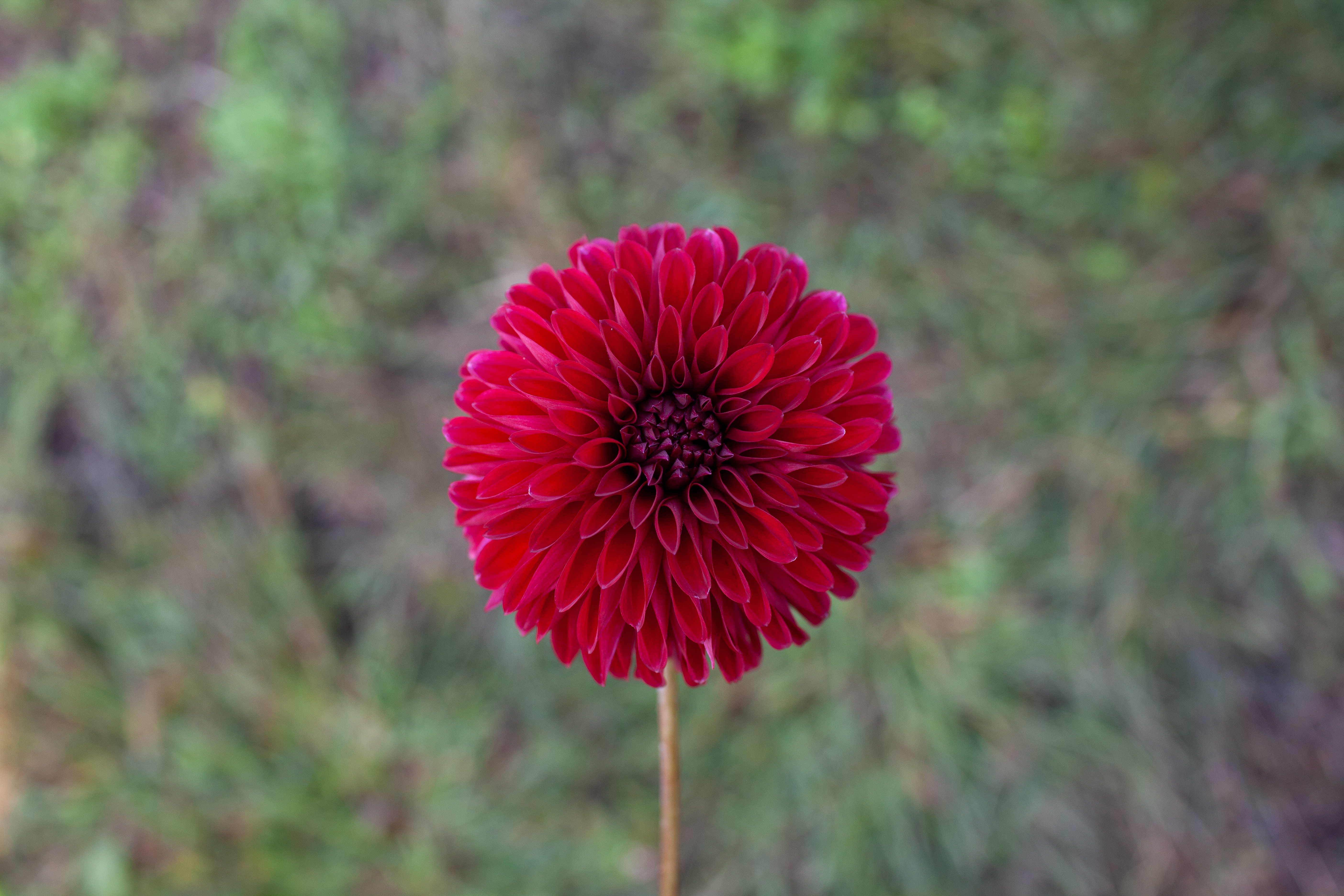 River's Black Cherry dahlia