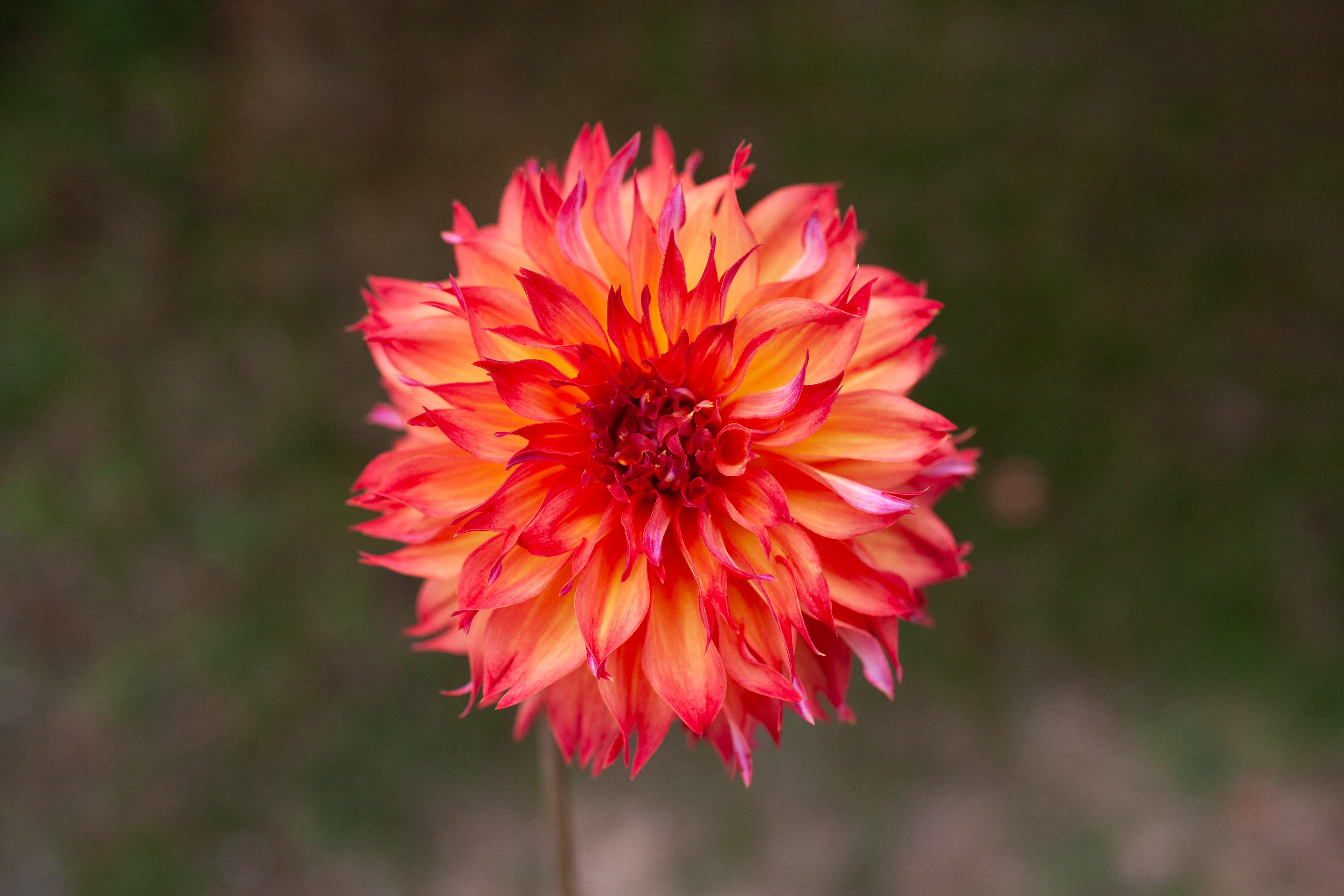 River's Bombaros dahlia