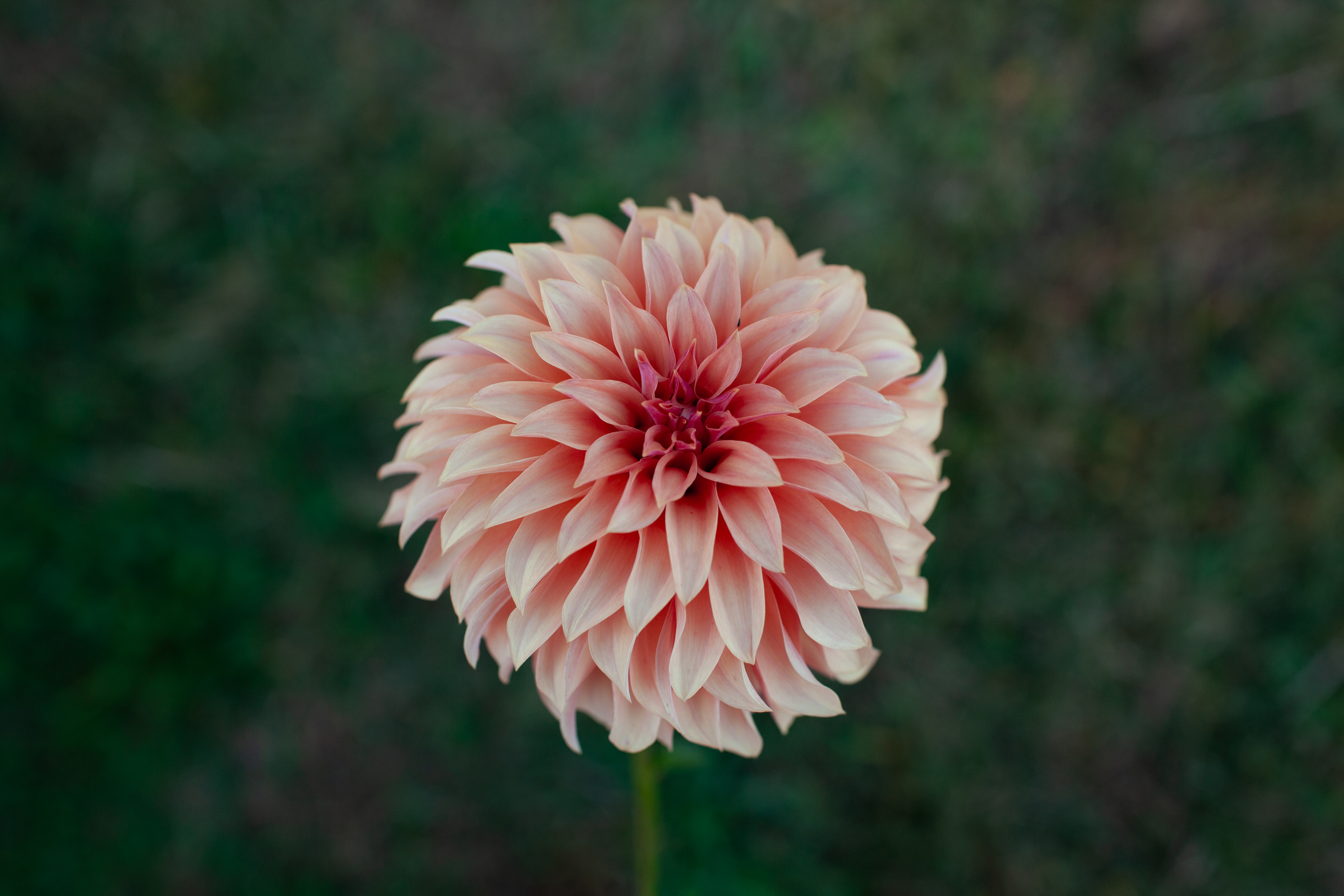 River's Can't Elope dahlia