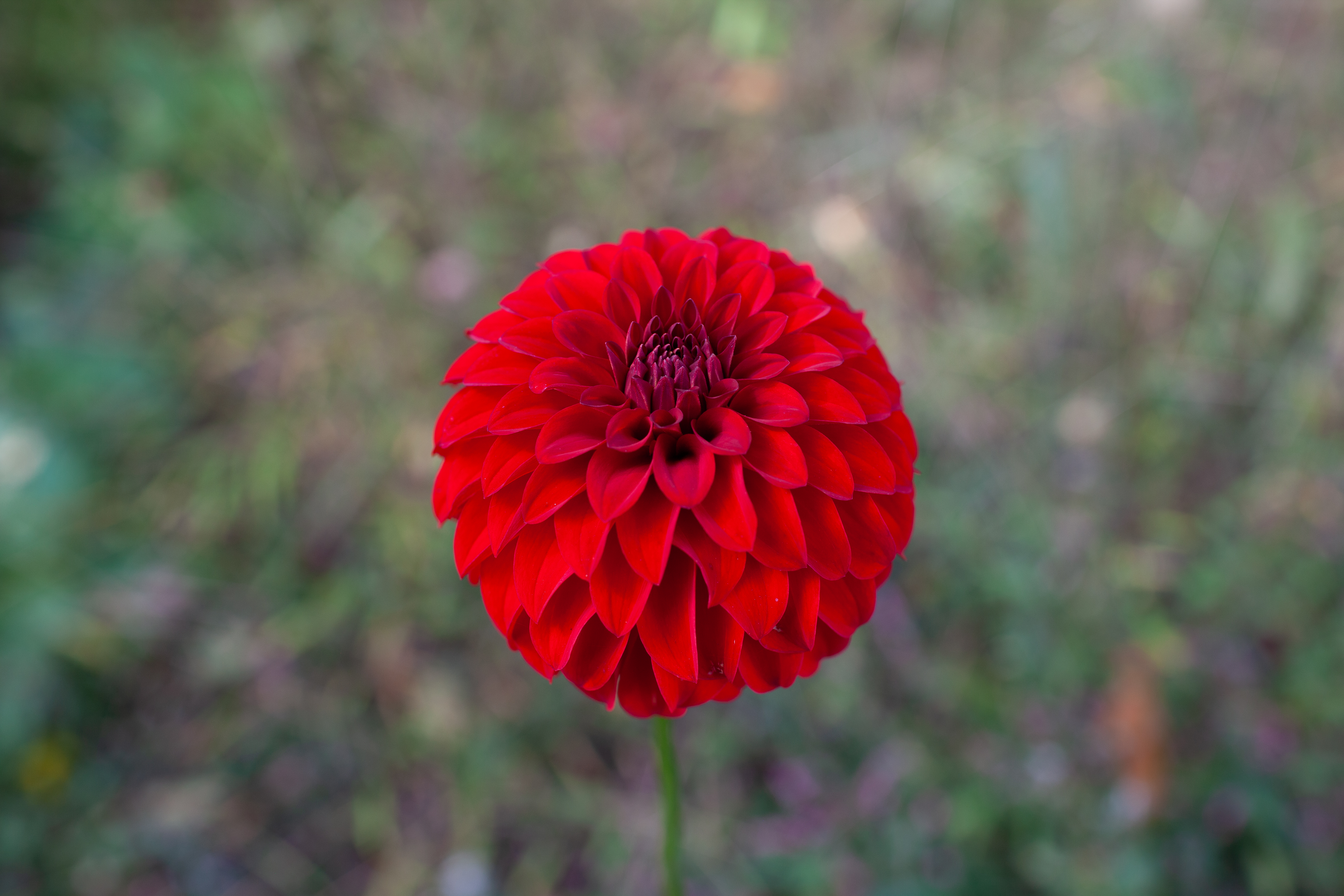 River's Cherry Bomb dahlia