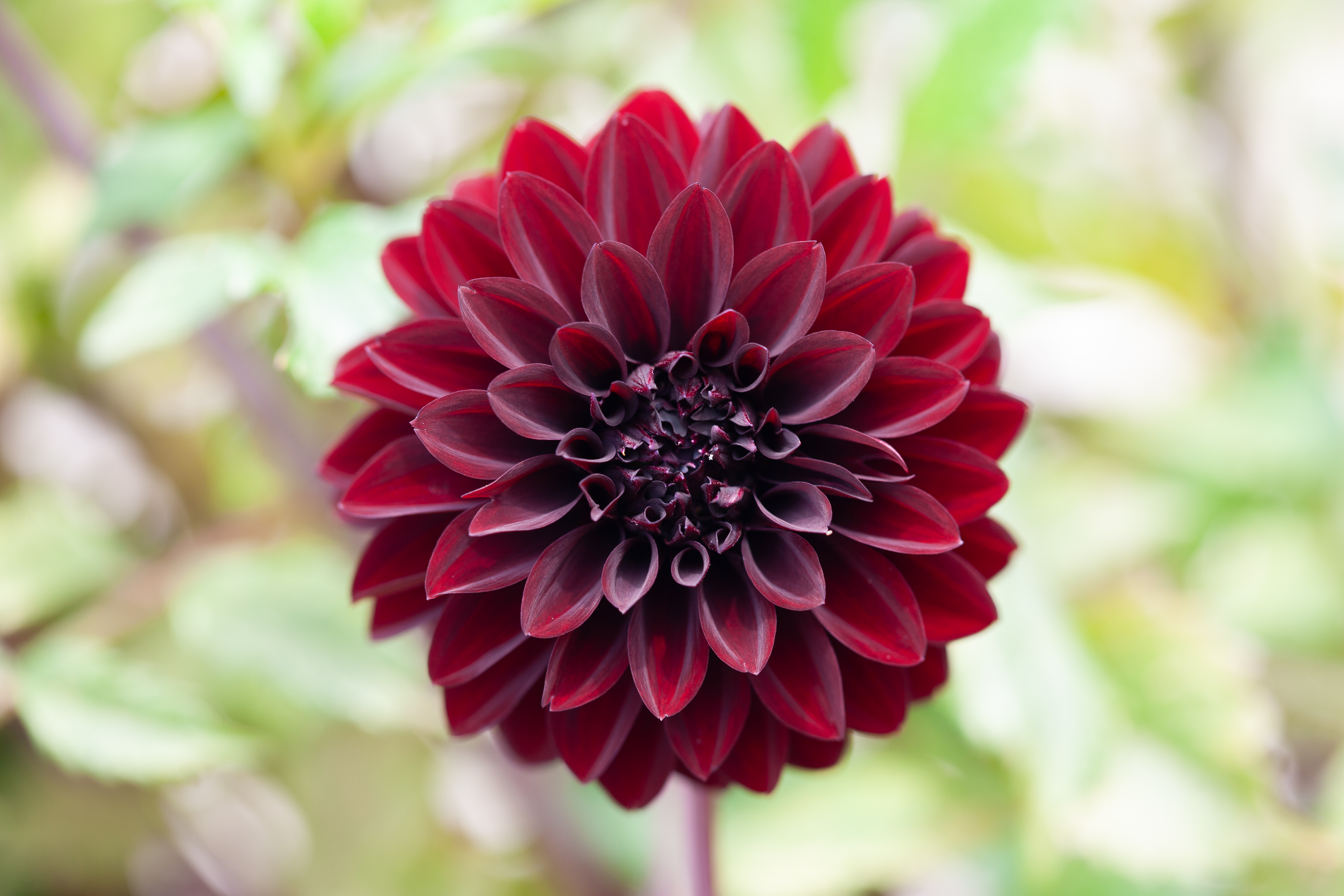 River's Dark Chocolate dahlia