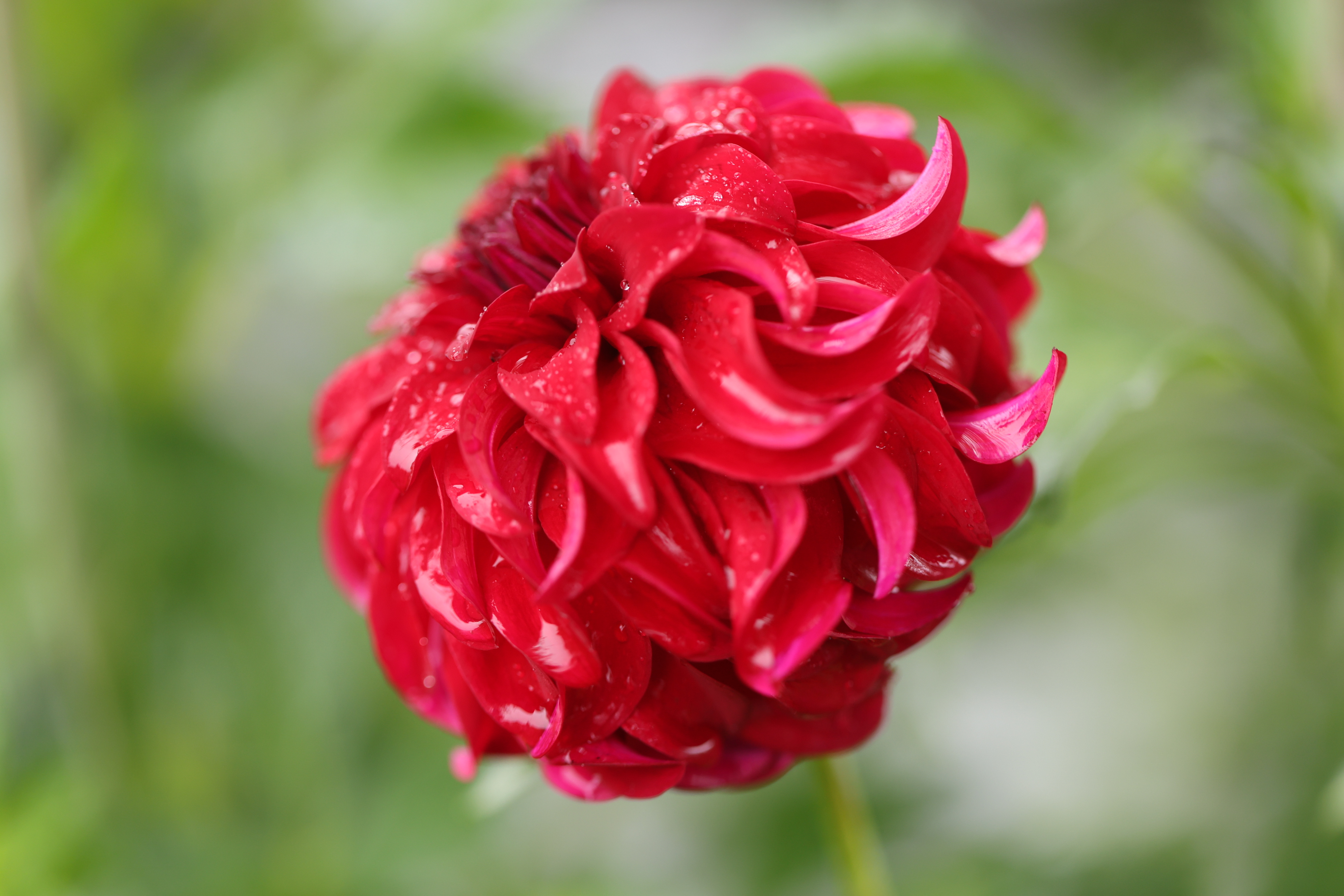 River's Penelope dahlia