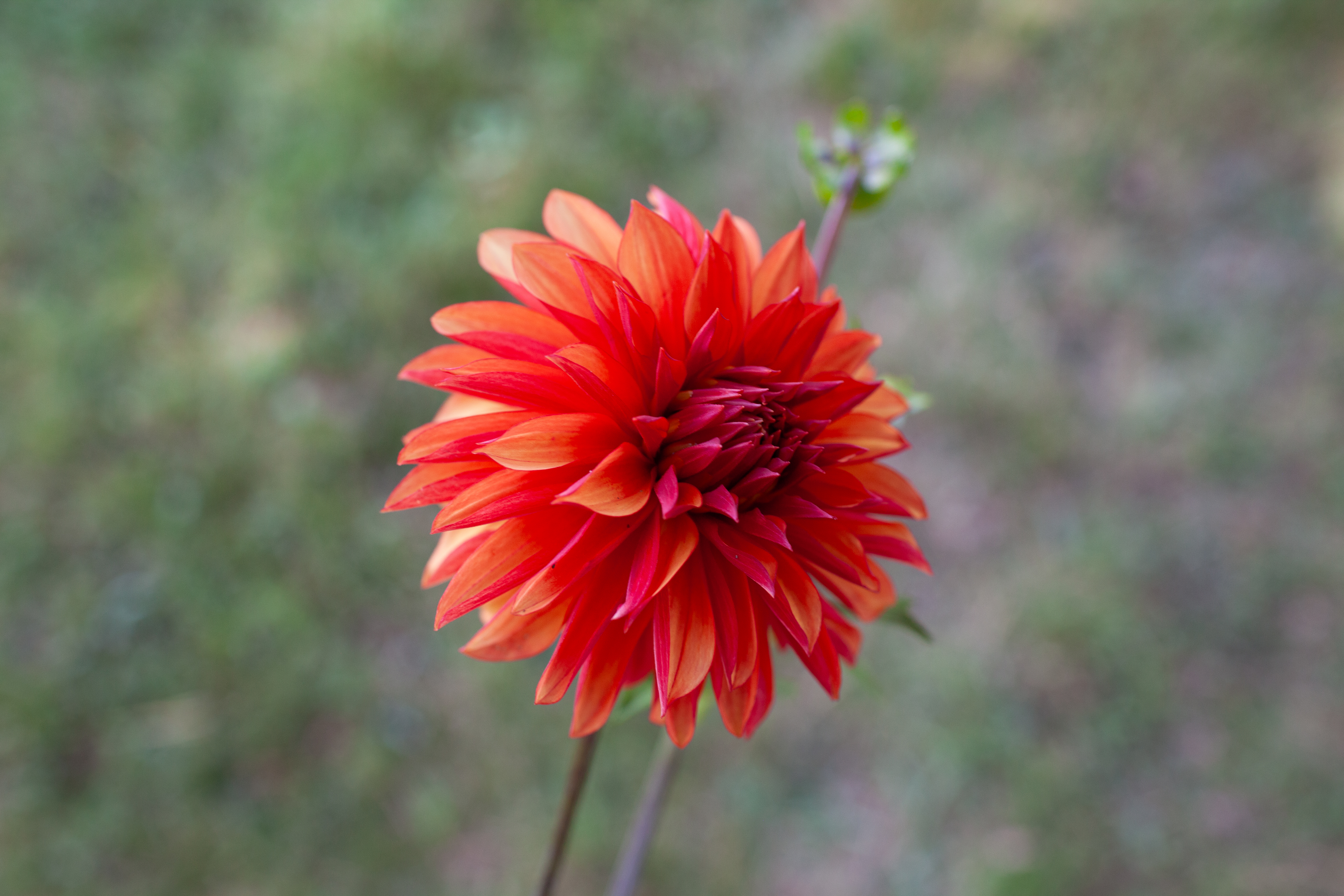 River's Nemesis dahlia