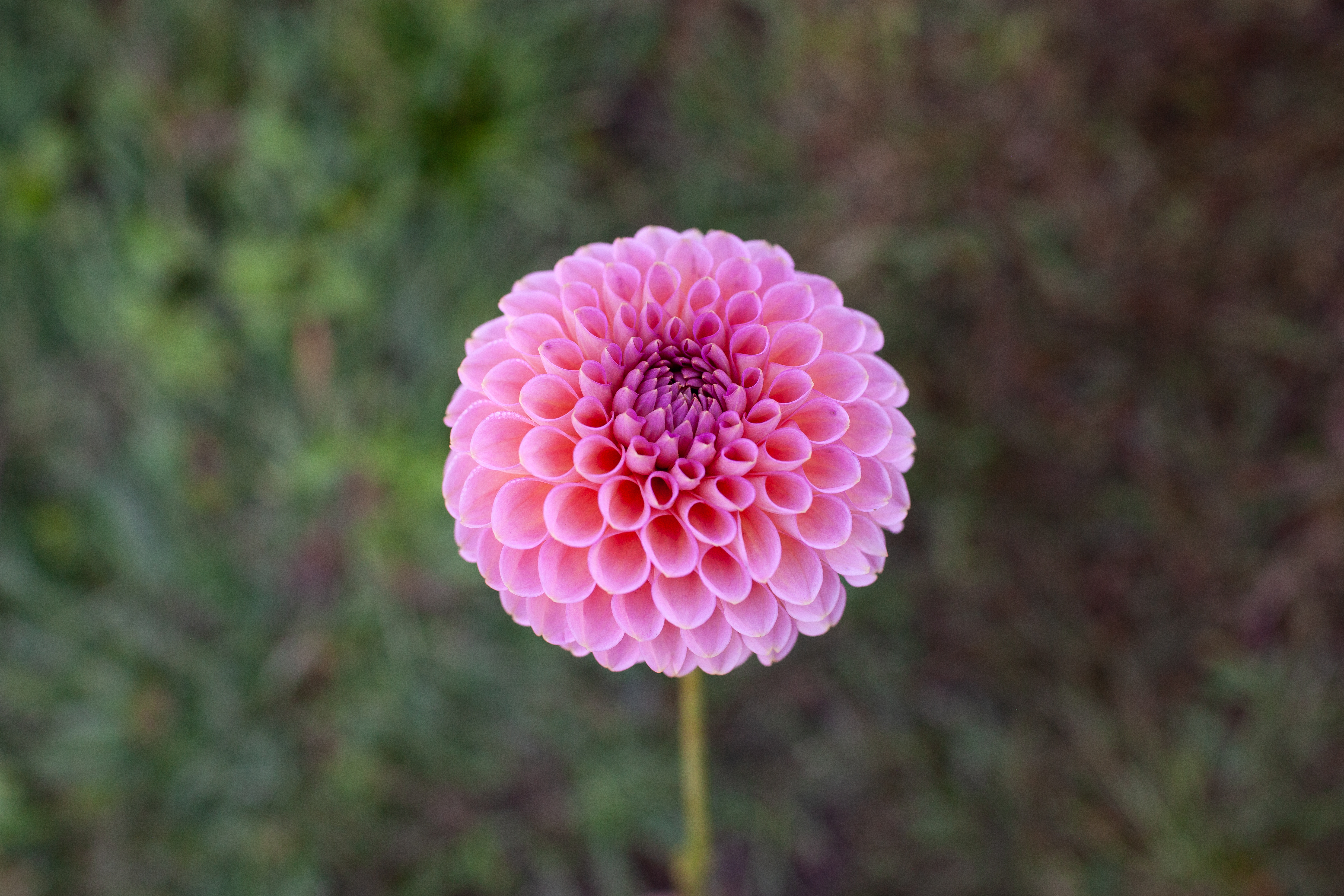 R Joan dahlia