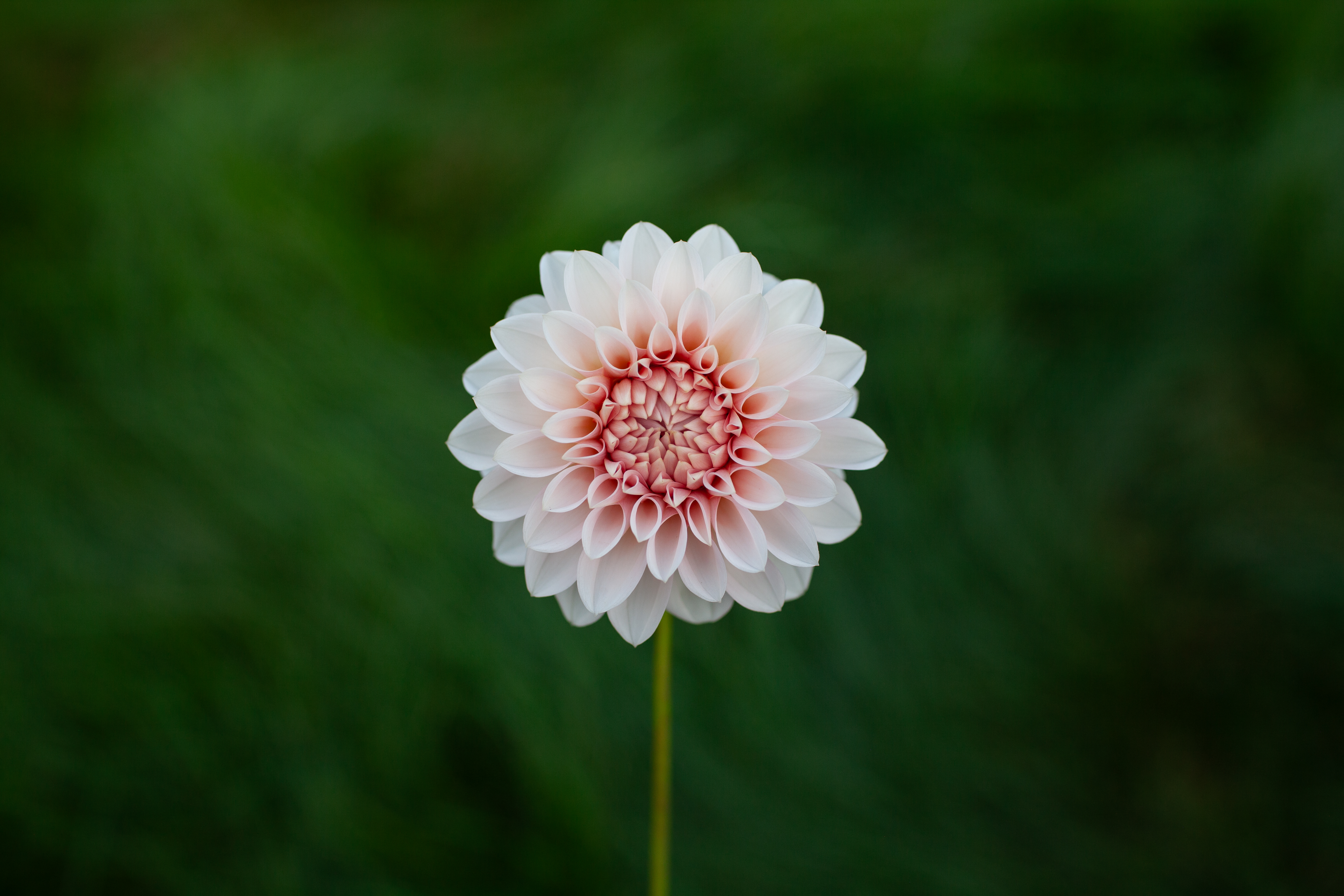 RM Baby Girl dahlia