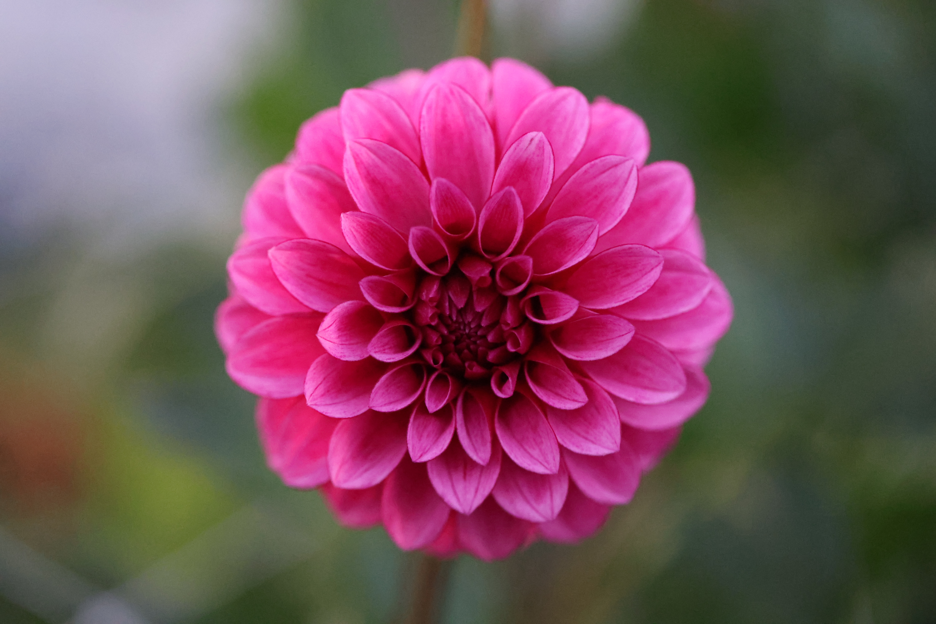 RM Berry Bliss dahlia