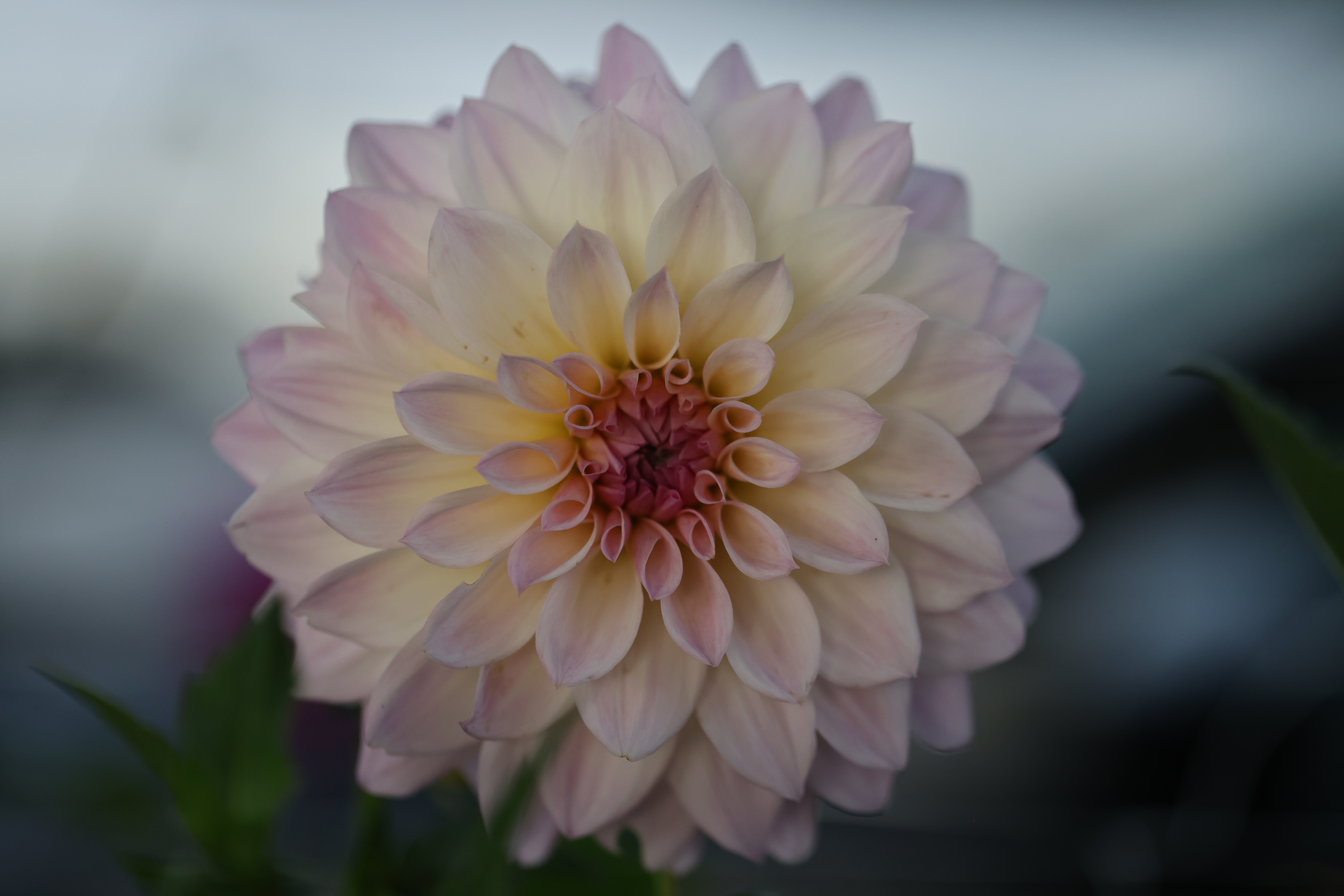 RM Coral Treasure dahlia