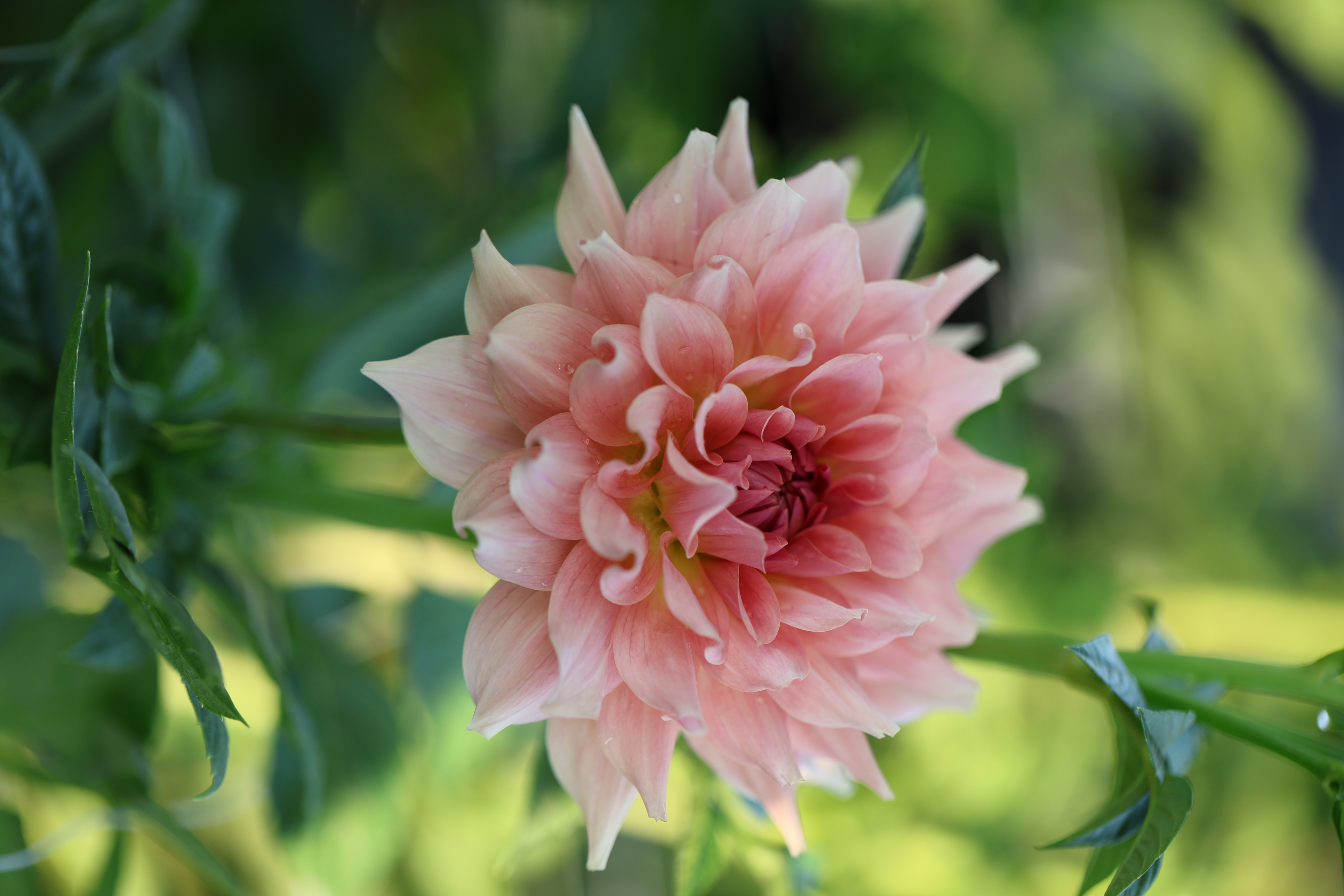 RM Fairy Wings dahlia