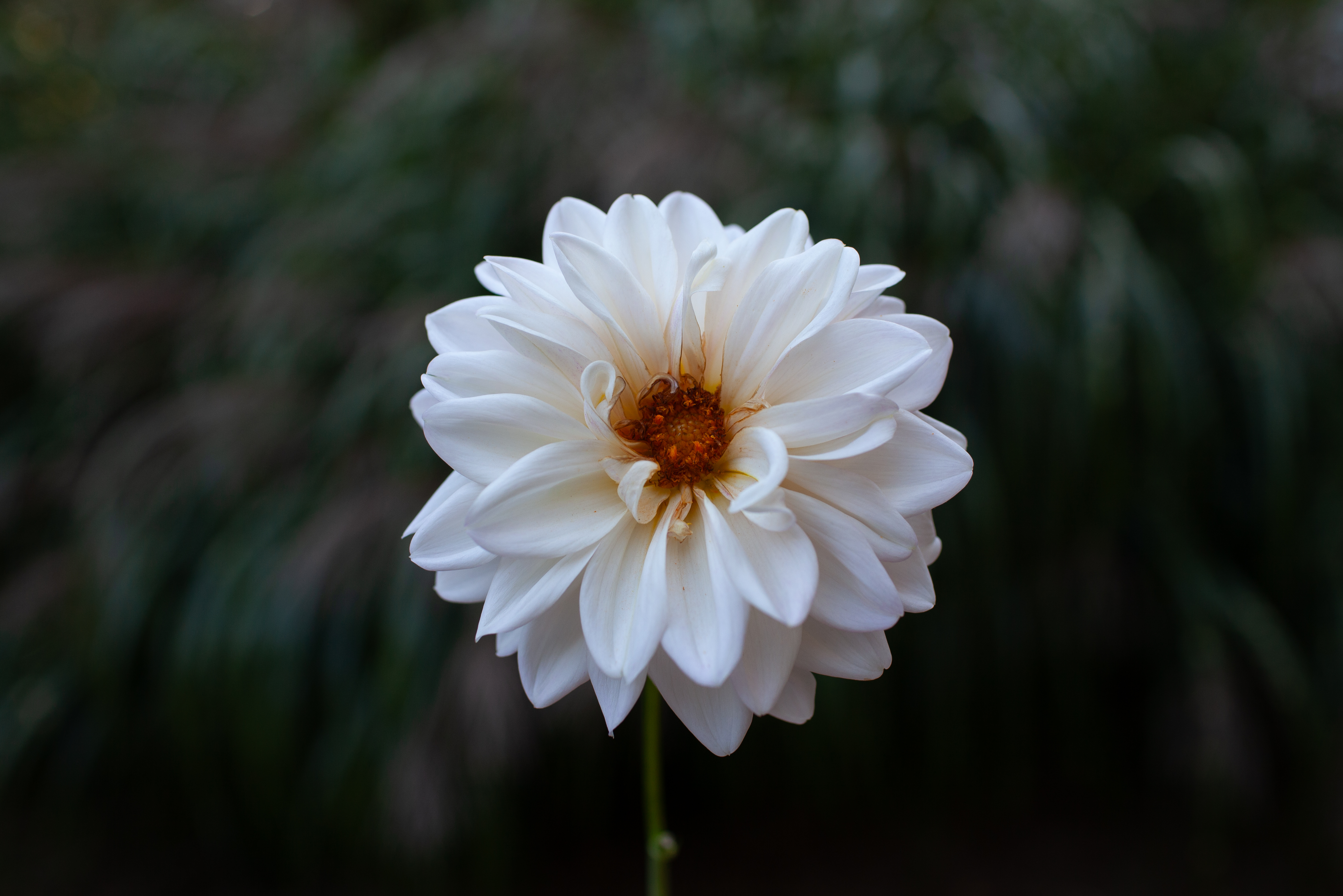 RM Frosting dahlia