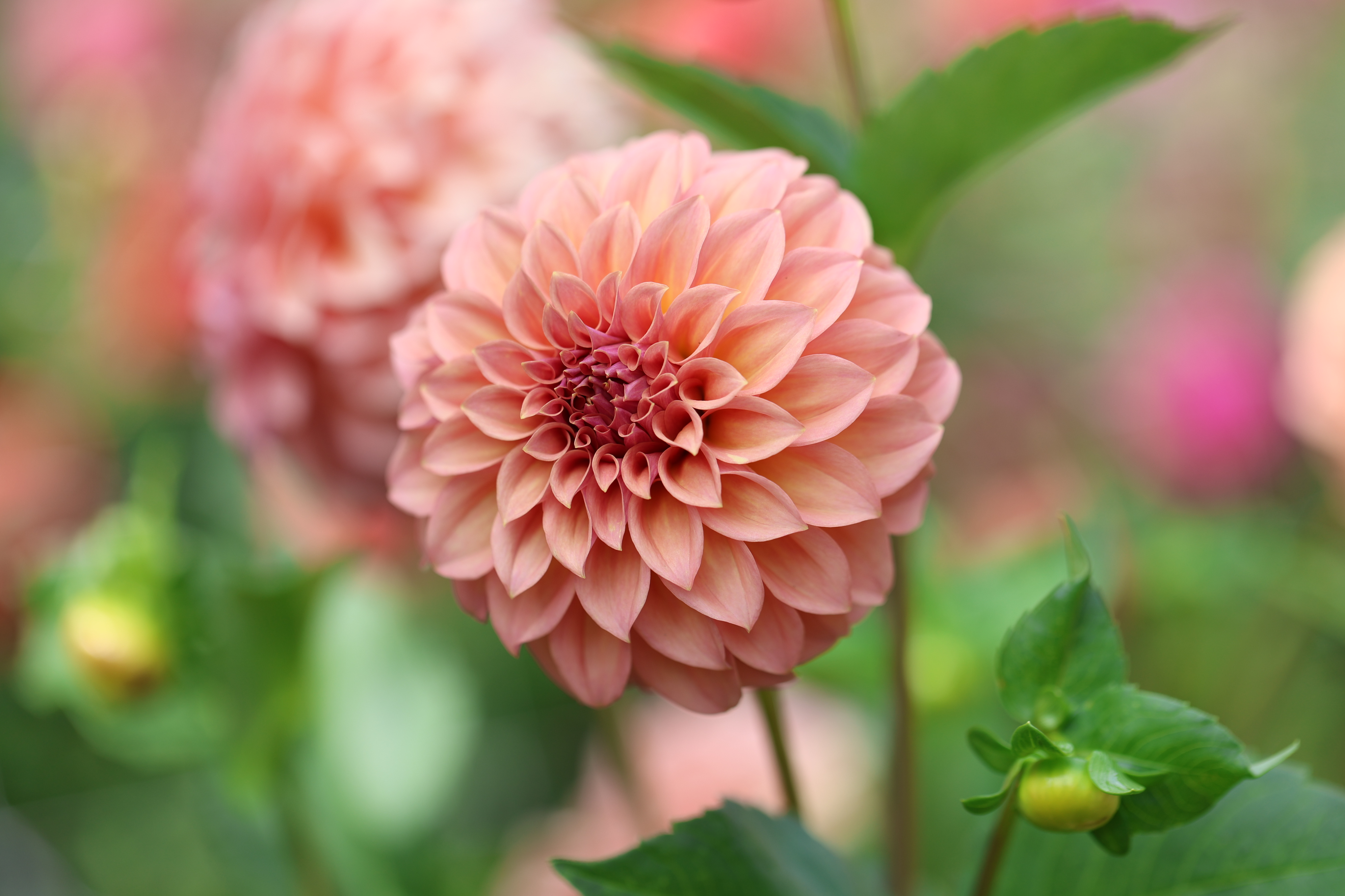 RM Golden Hour dahlia