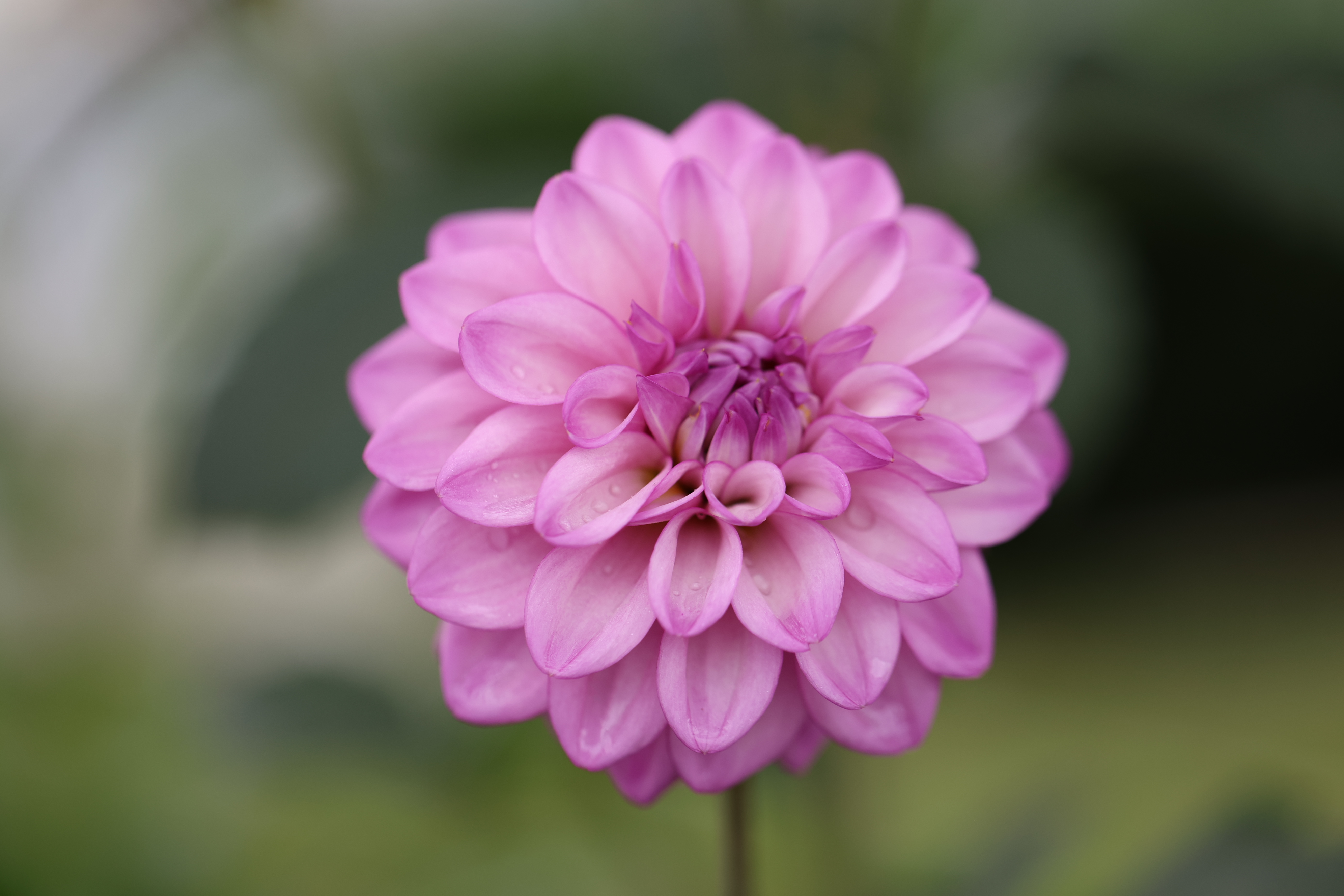 RM Moonlight dahlia