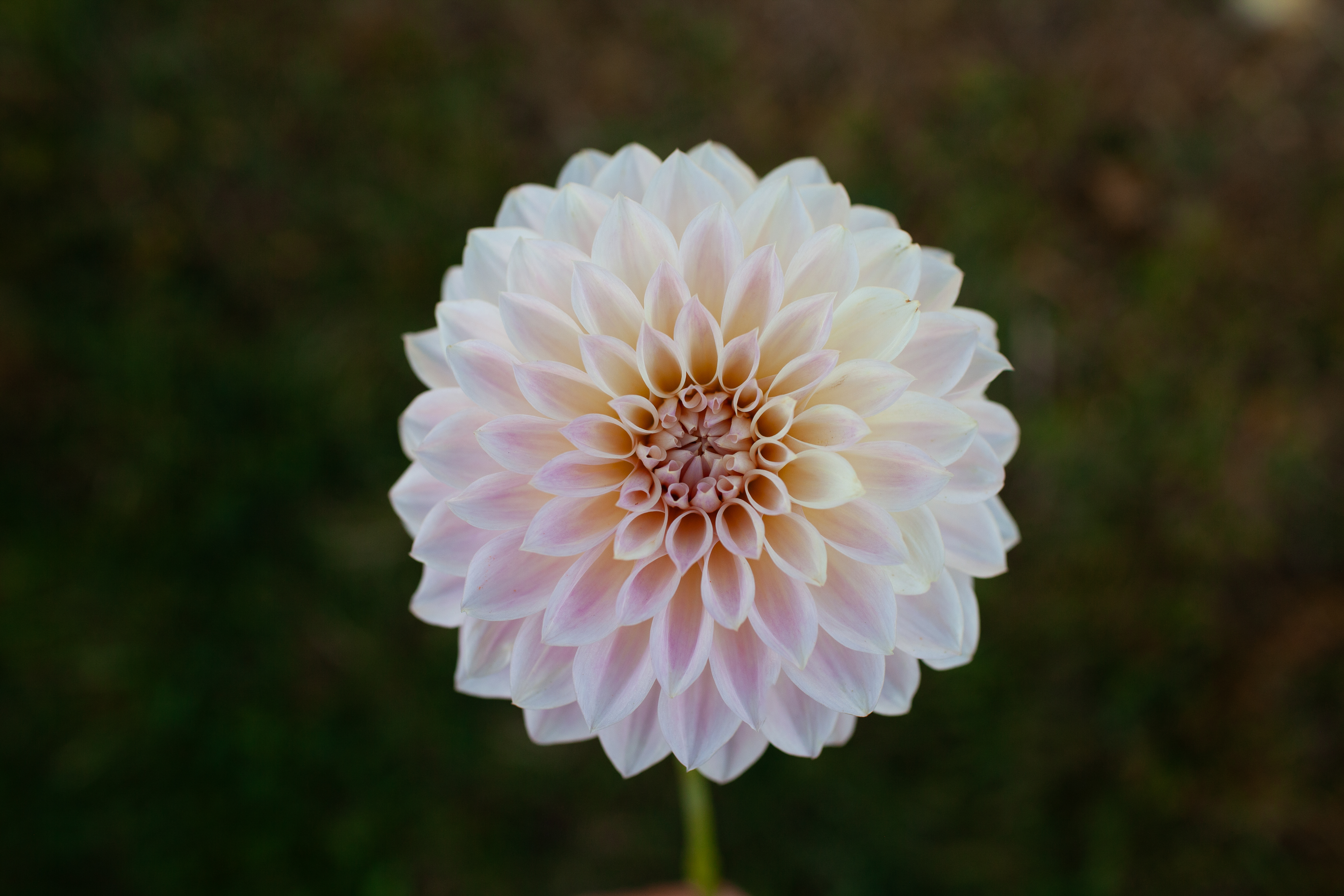 RM Rainier dahlia