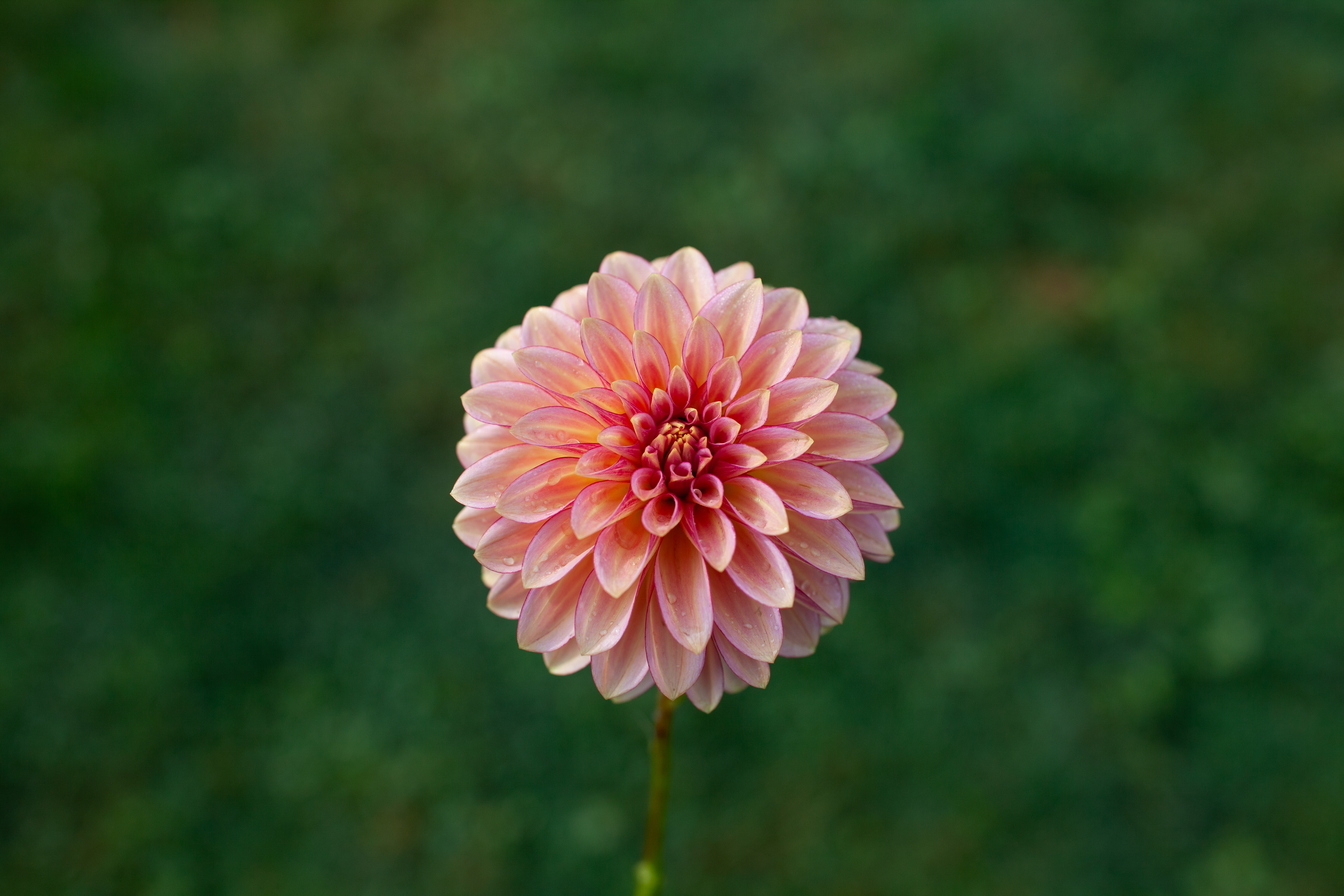 RM Raspberry Twinkle dahlia