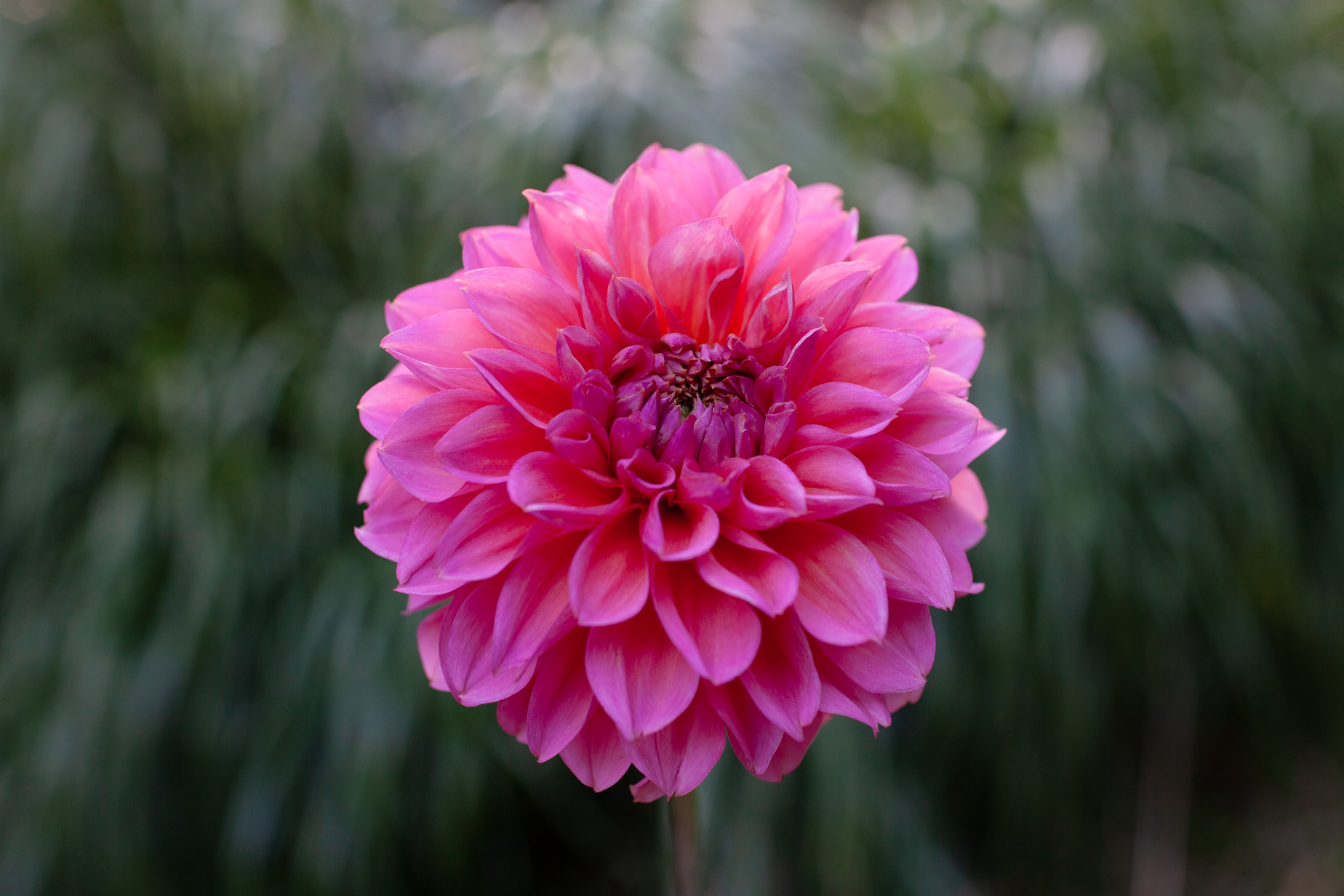 RM Pink Sugar dahlia