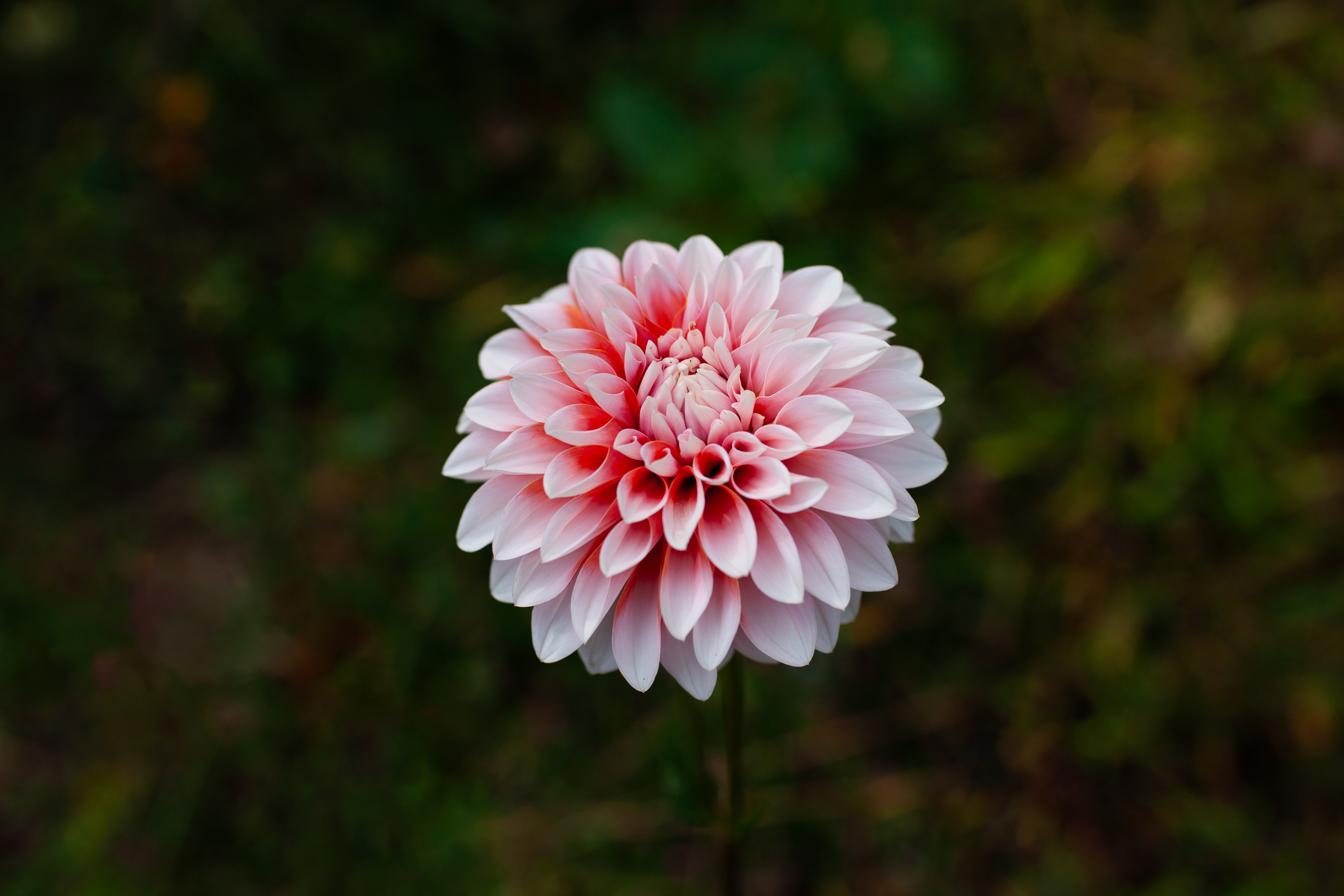 RM Sweet Sebastian dahlia