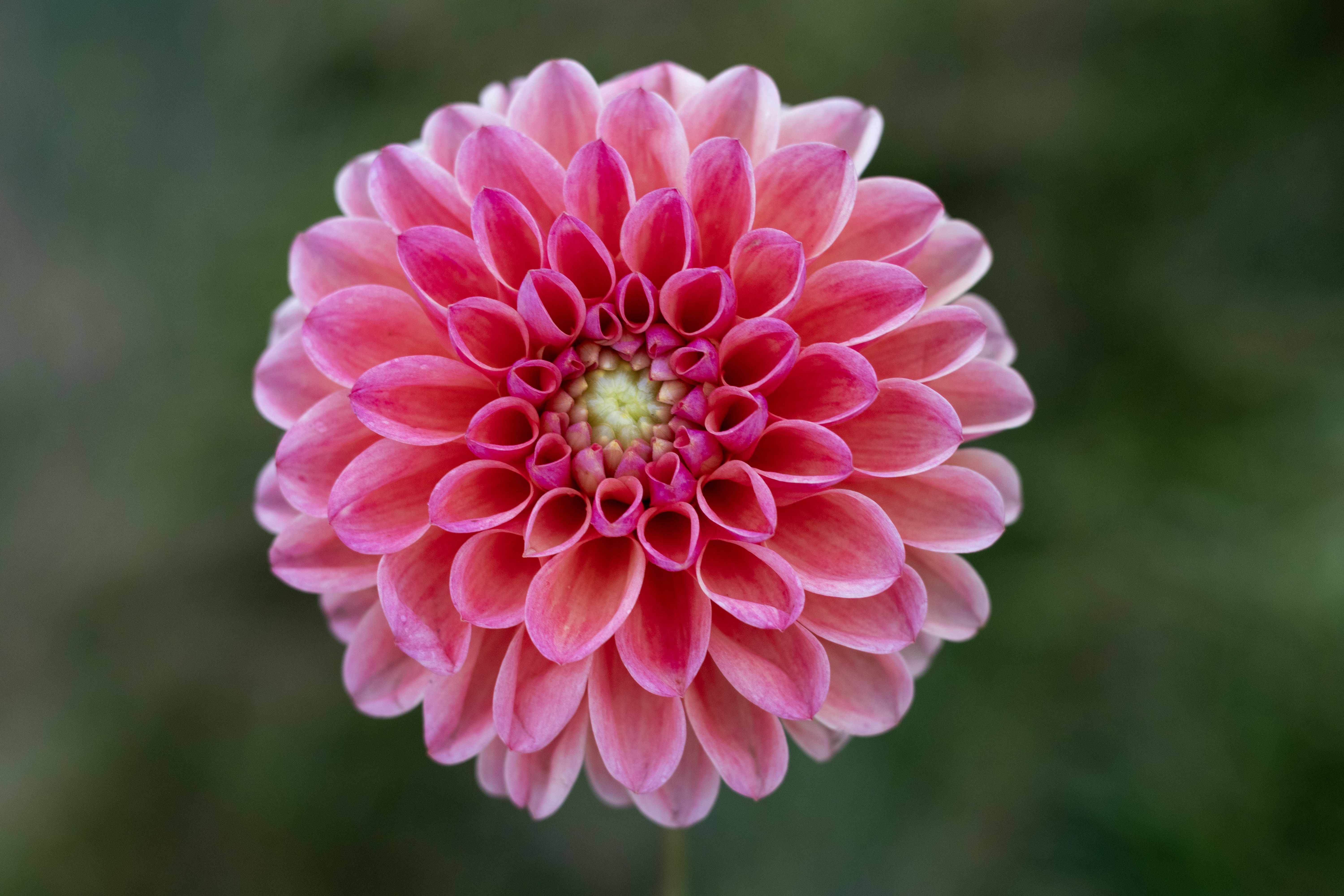 RM Watermelon dahlia