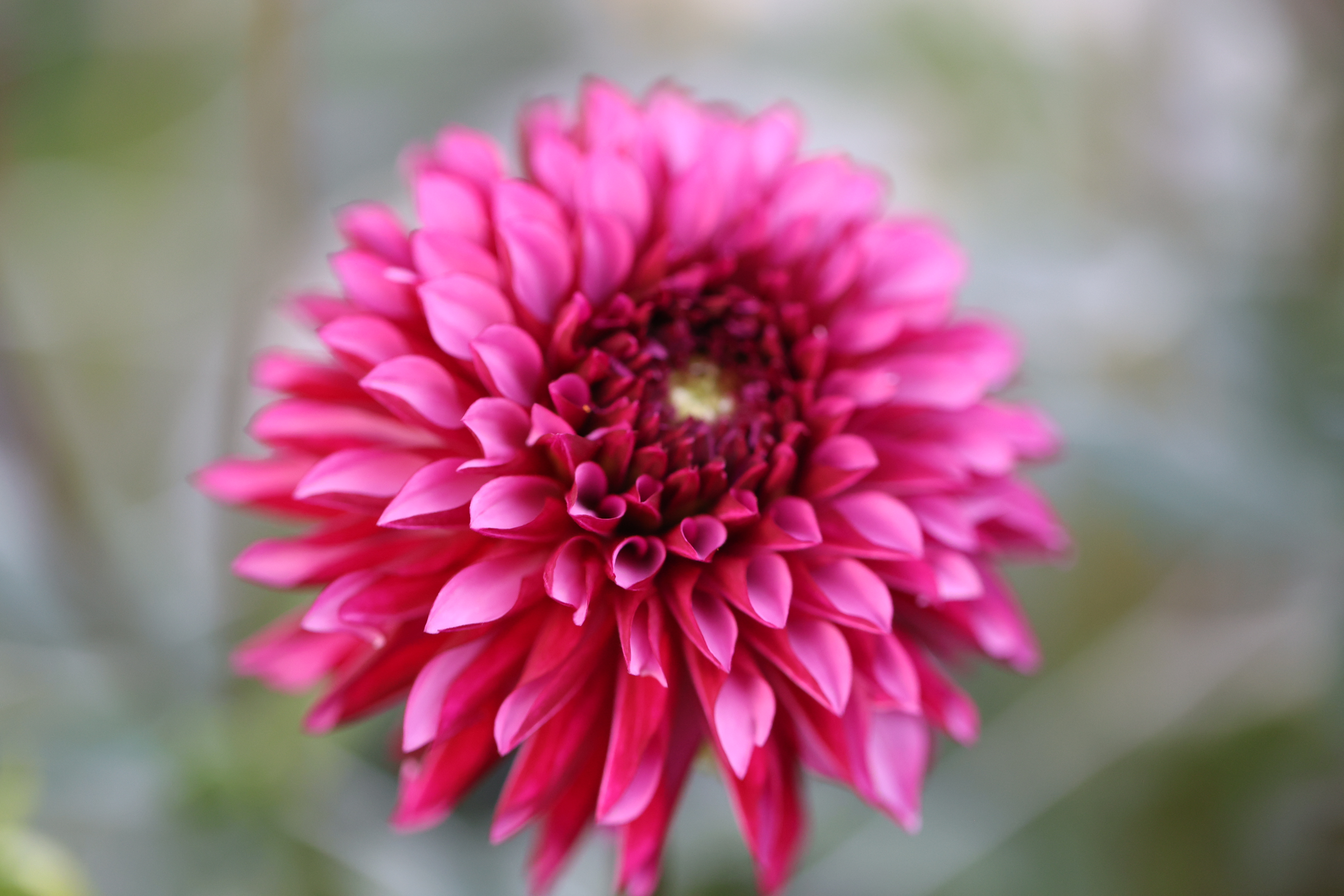 RNX Proud dahlia