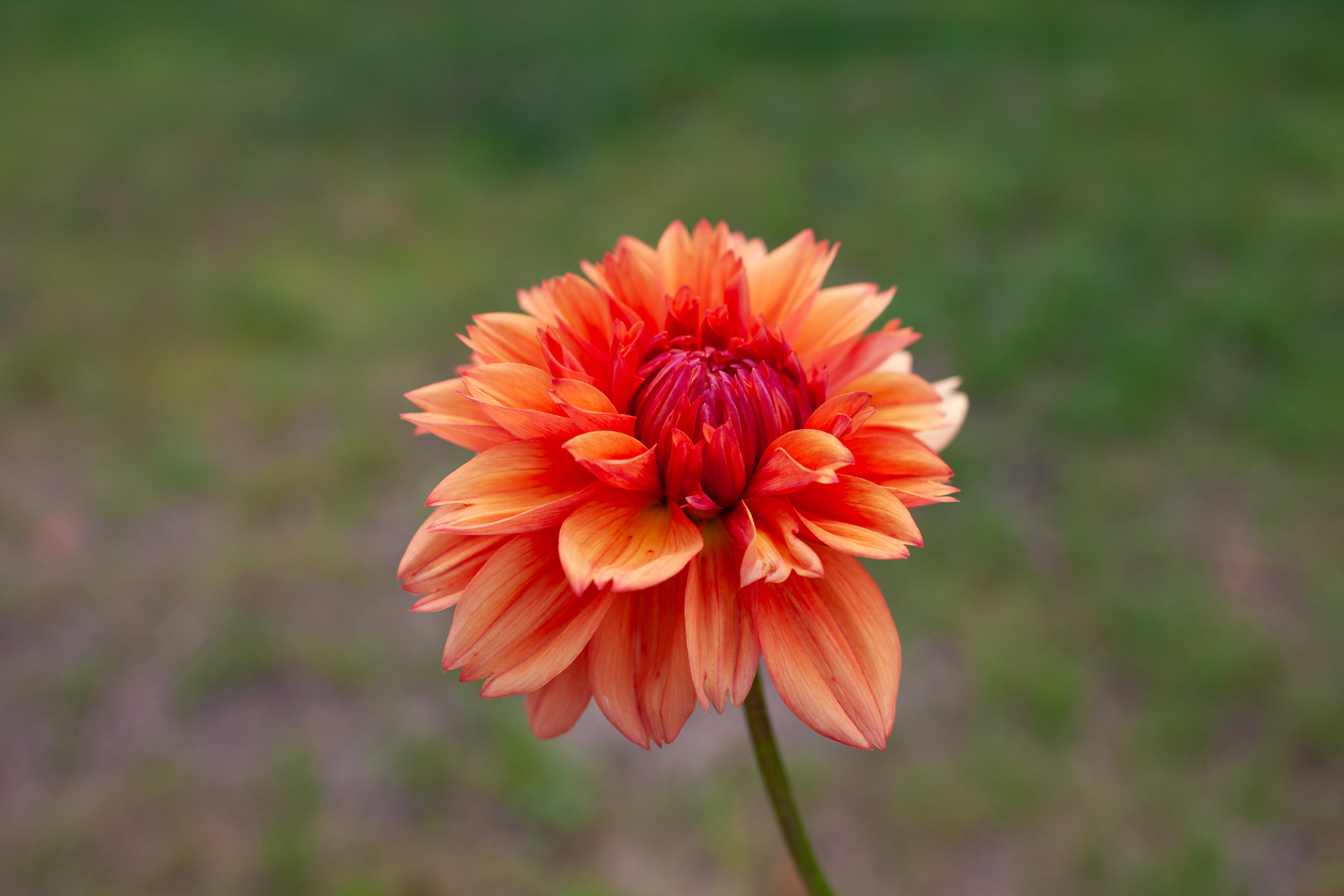 Robann Creamsicle dahlia
