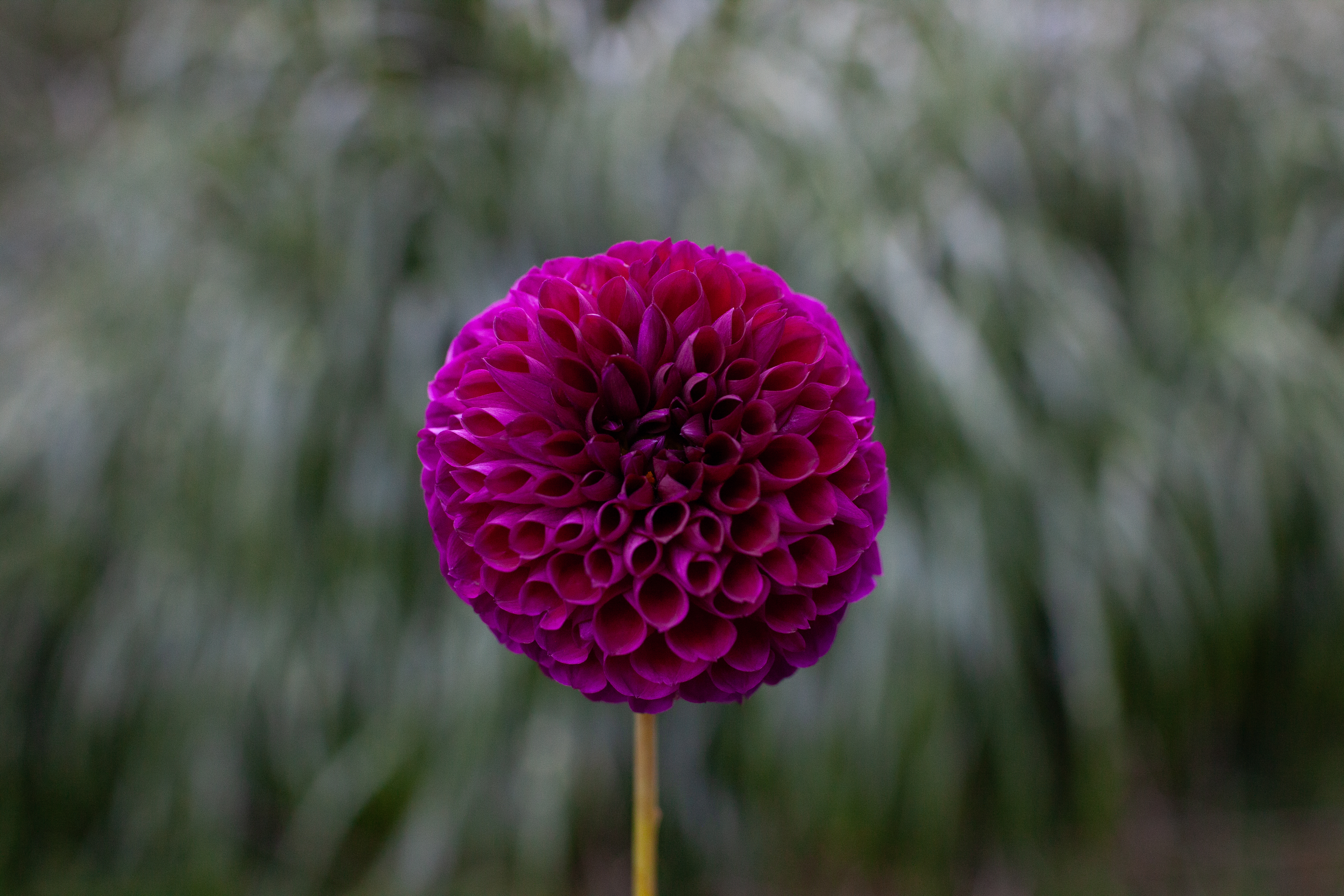 Robann Royal dahlia