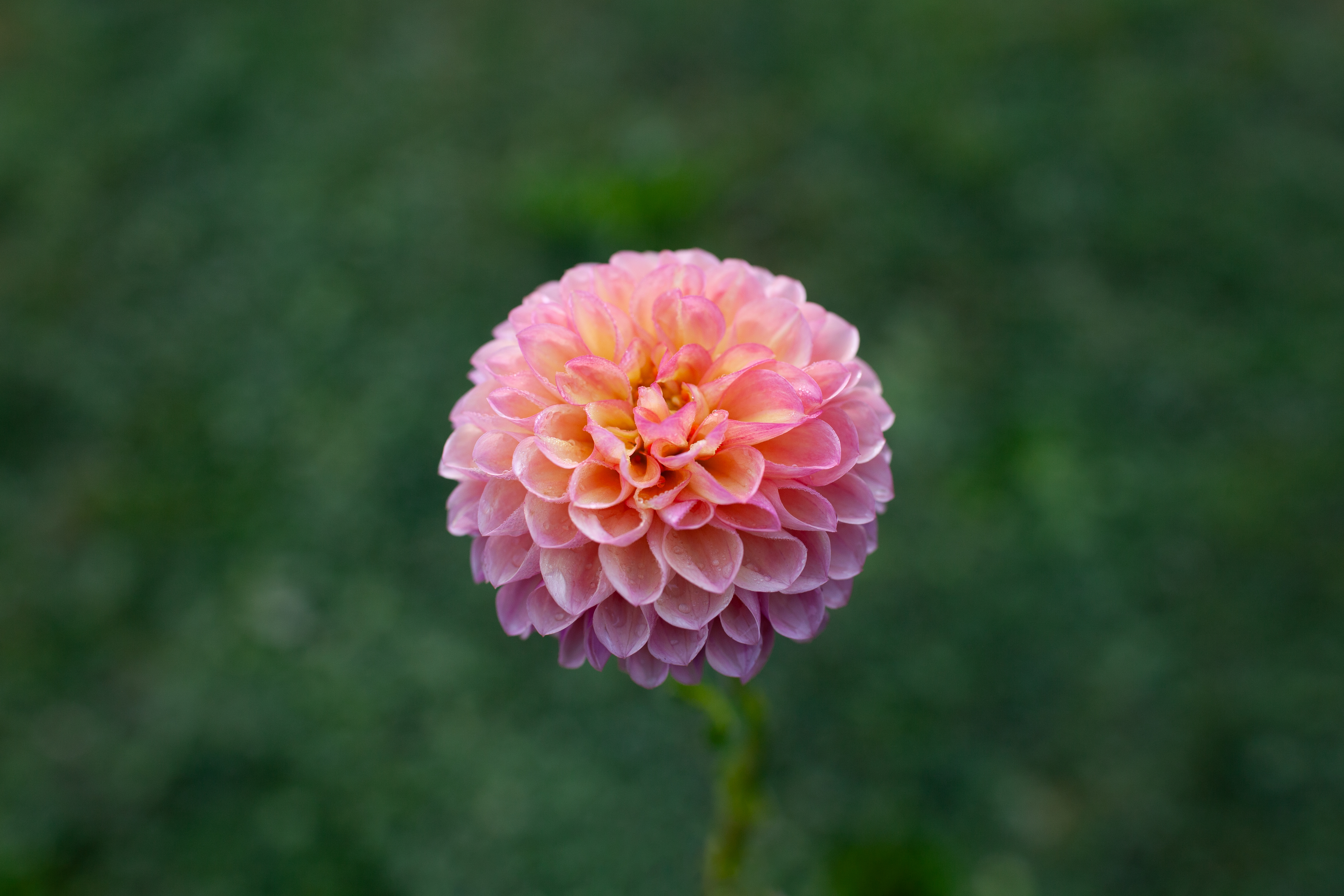 Robin Hood dahlia