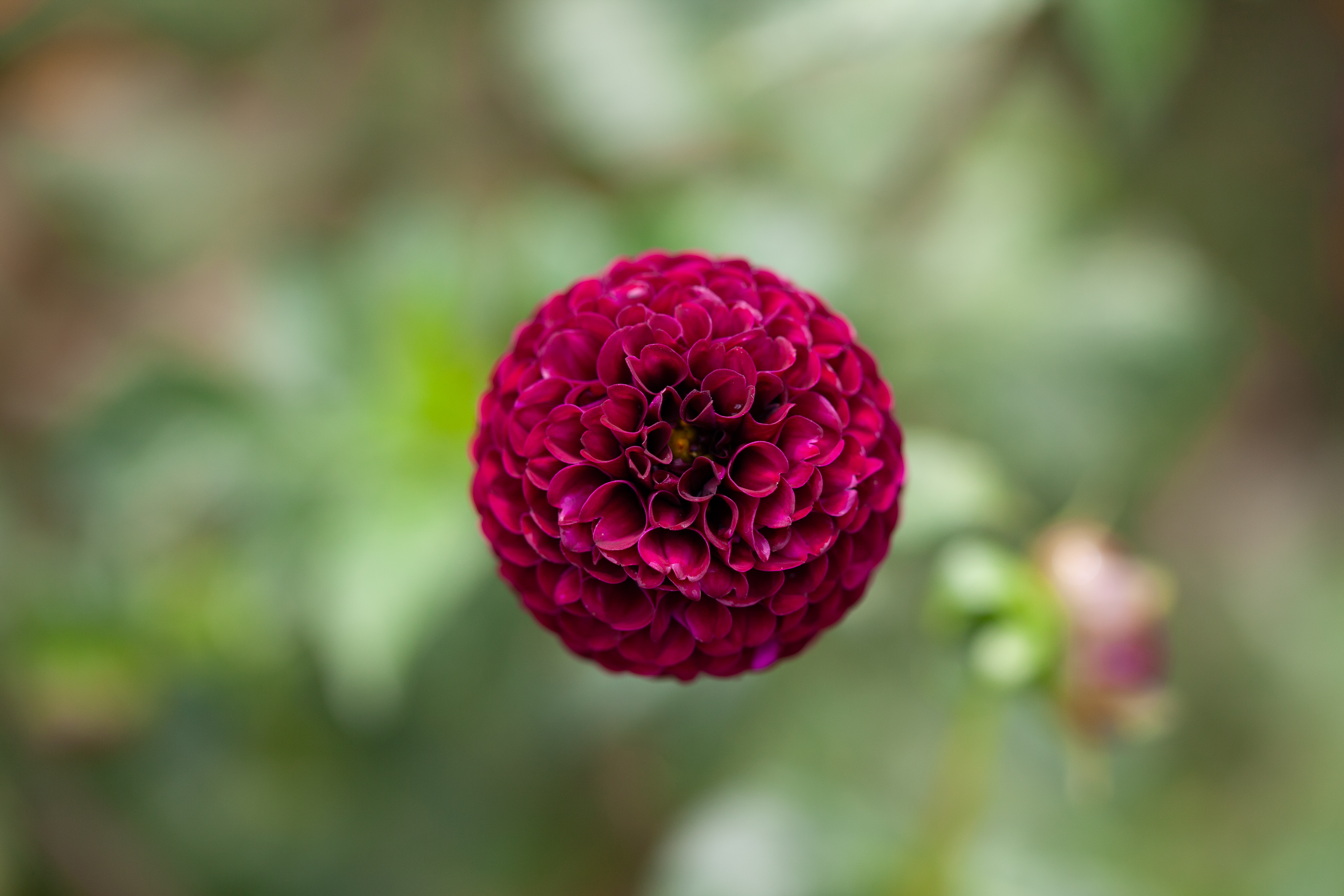 Rocco dahlia