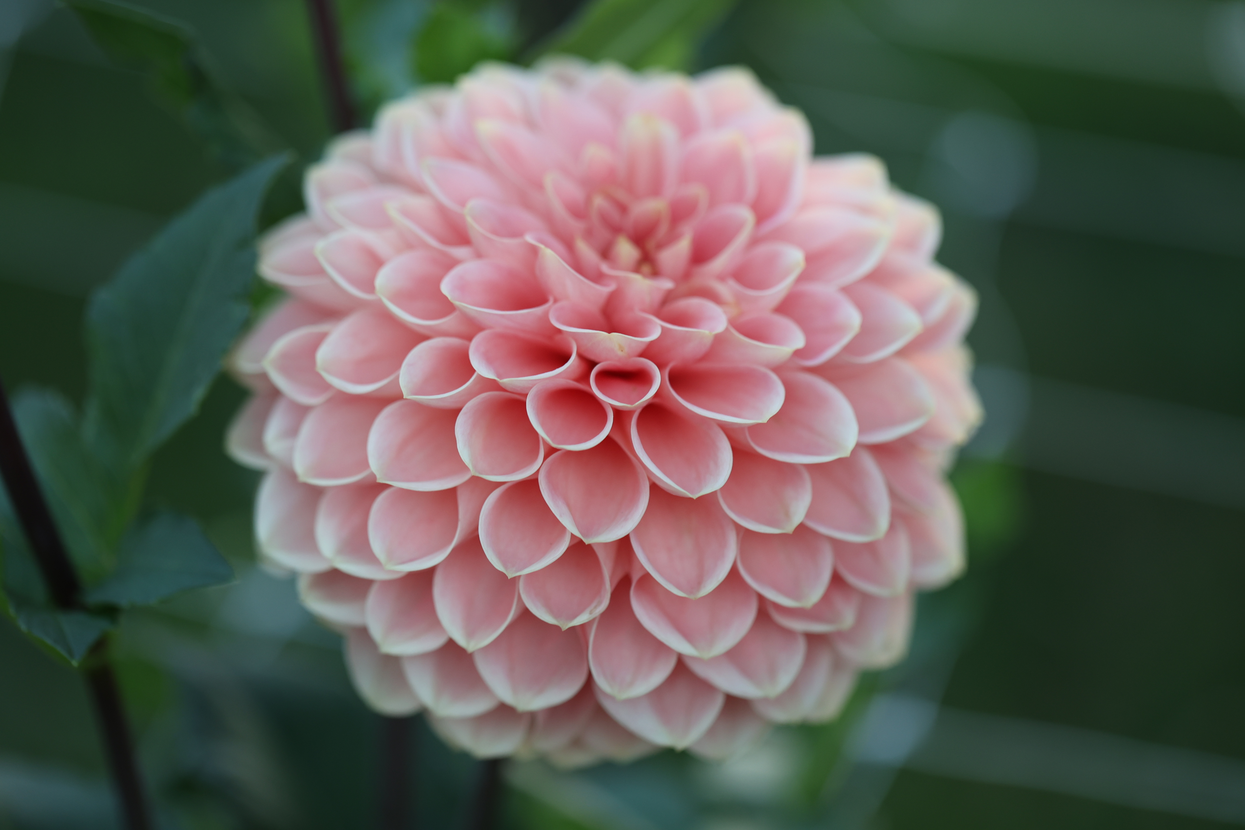 Romance dahlia