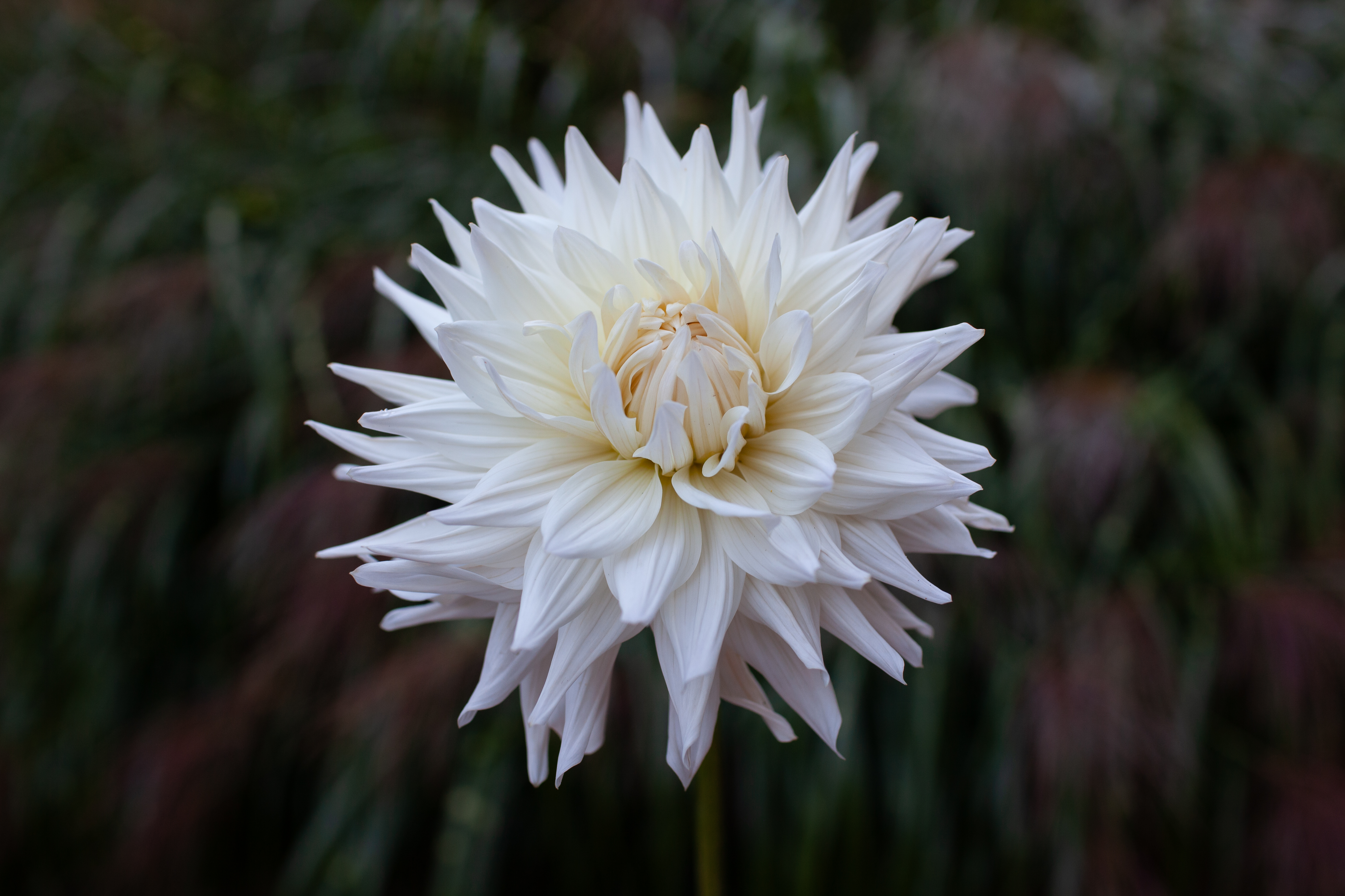 Roque Starburst dahlia