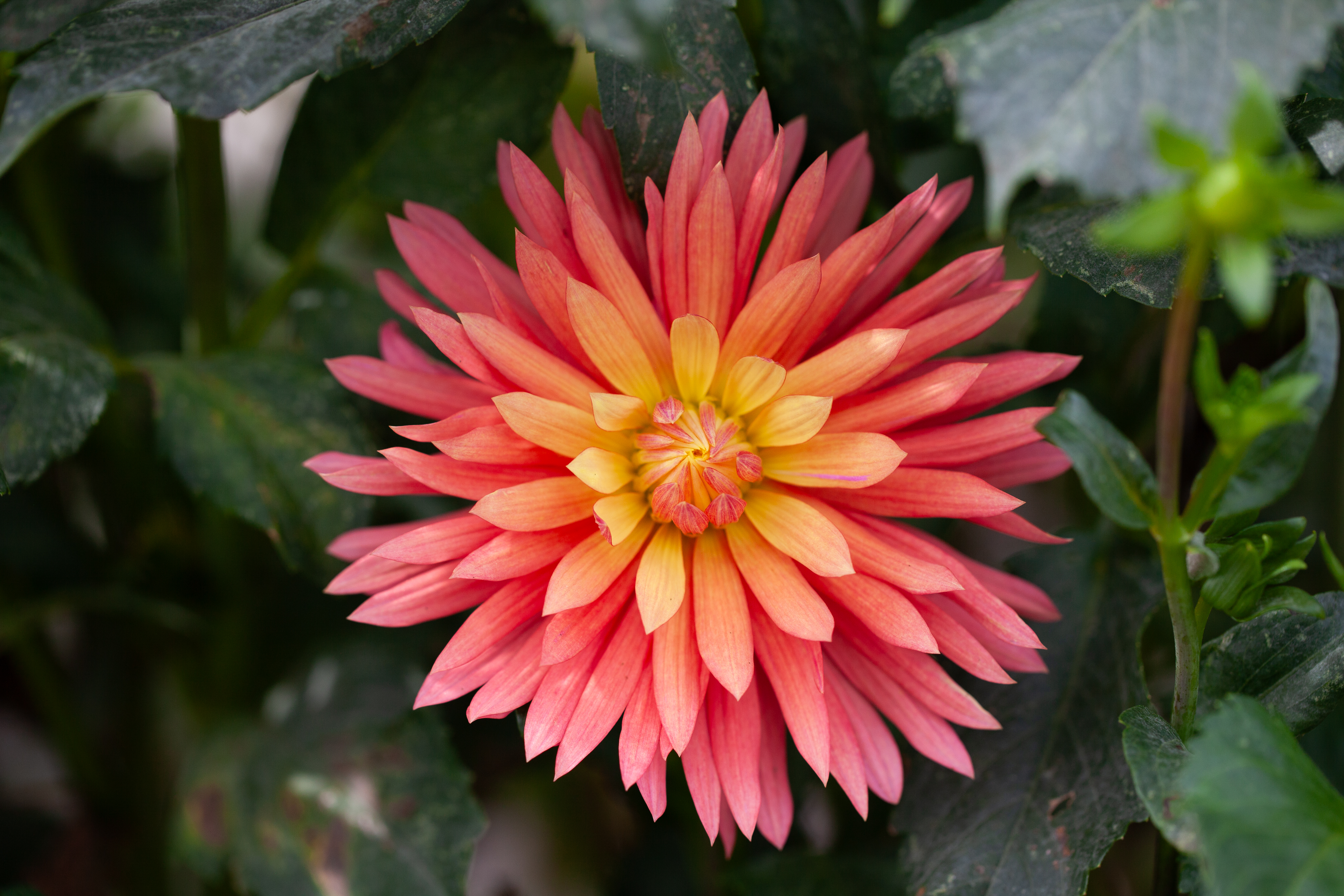 Roscoe dahlia