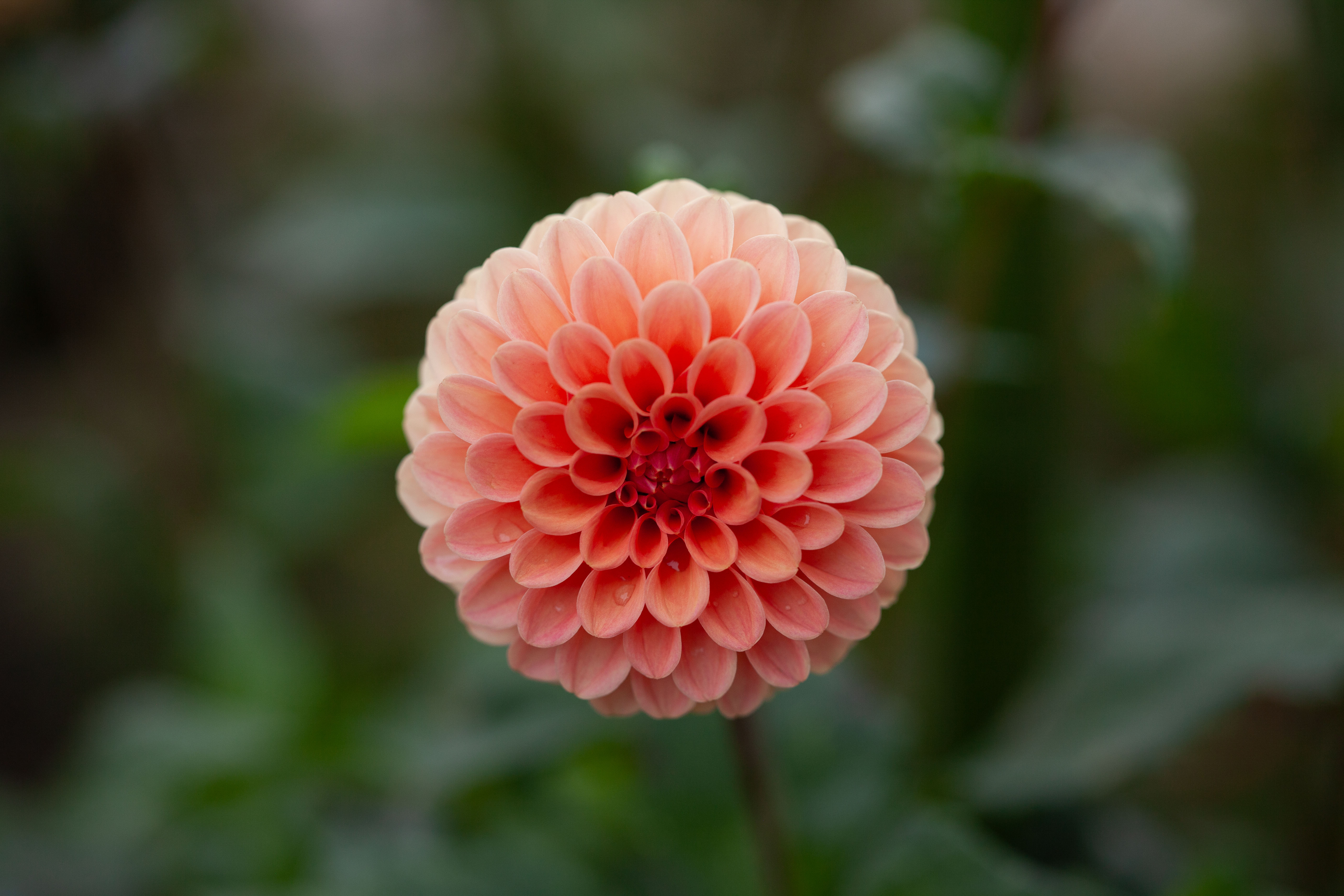 Rose Toscano dahlia