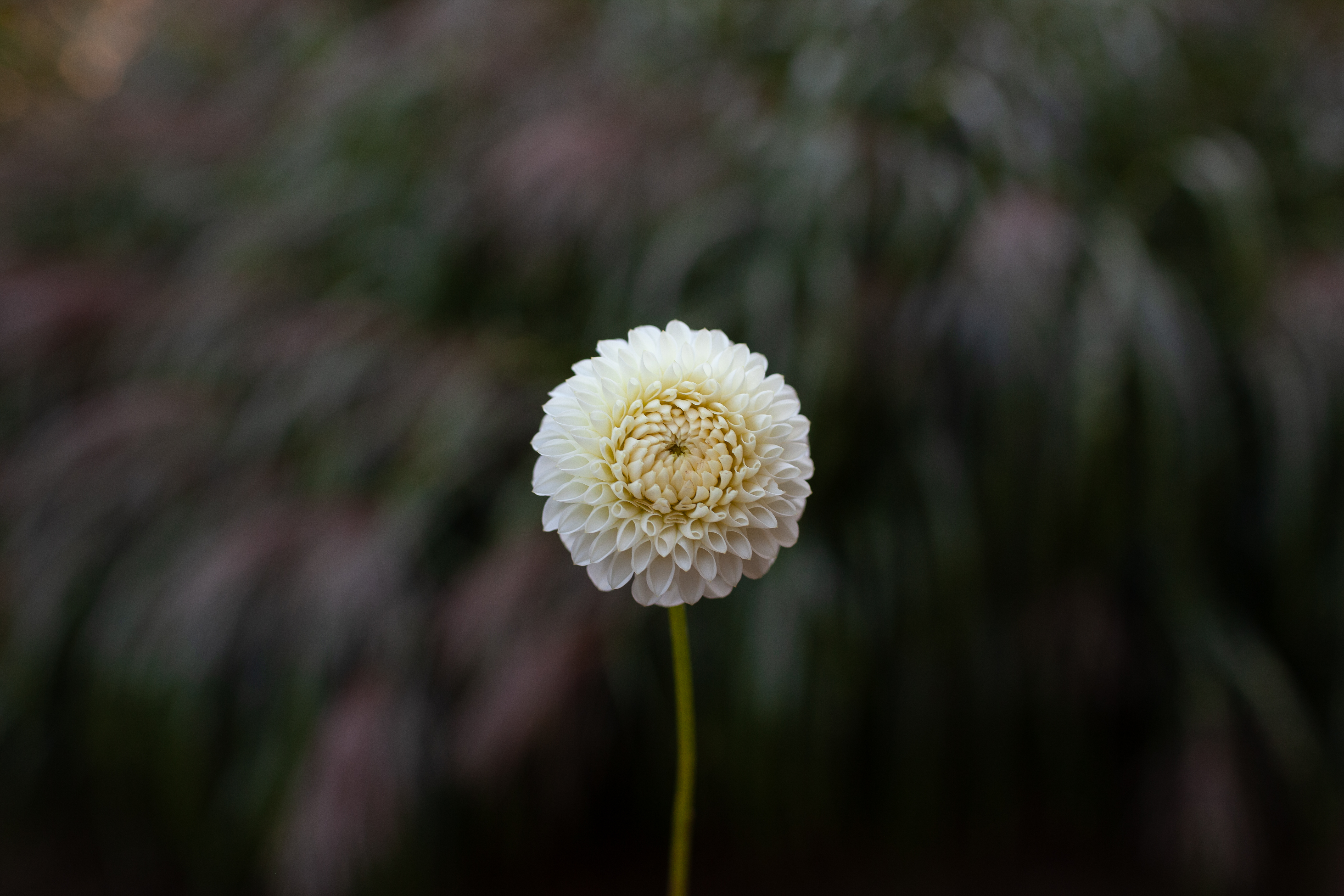 Ryecroft Jan dahlia