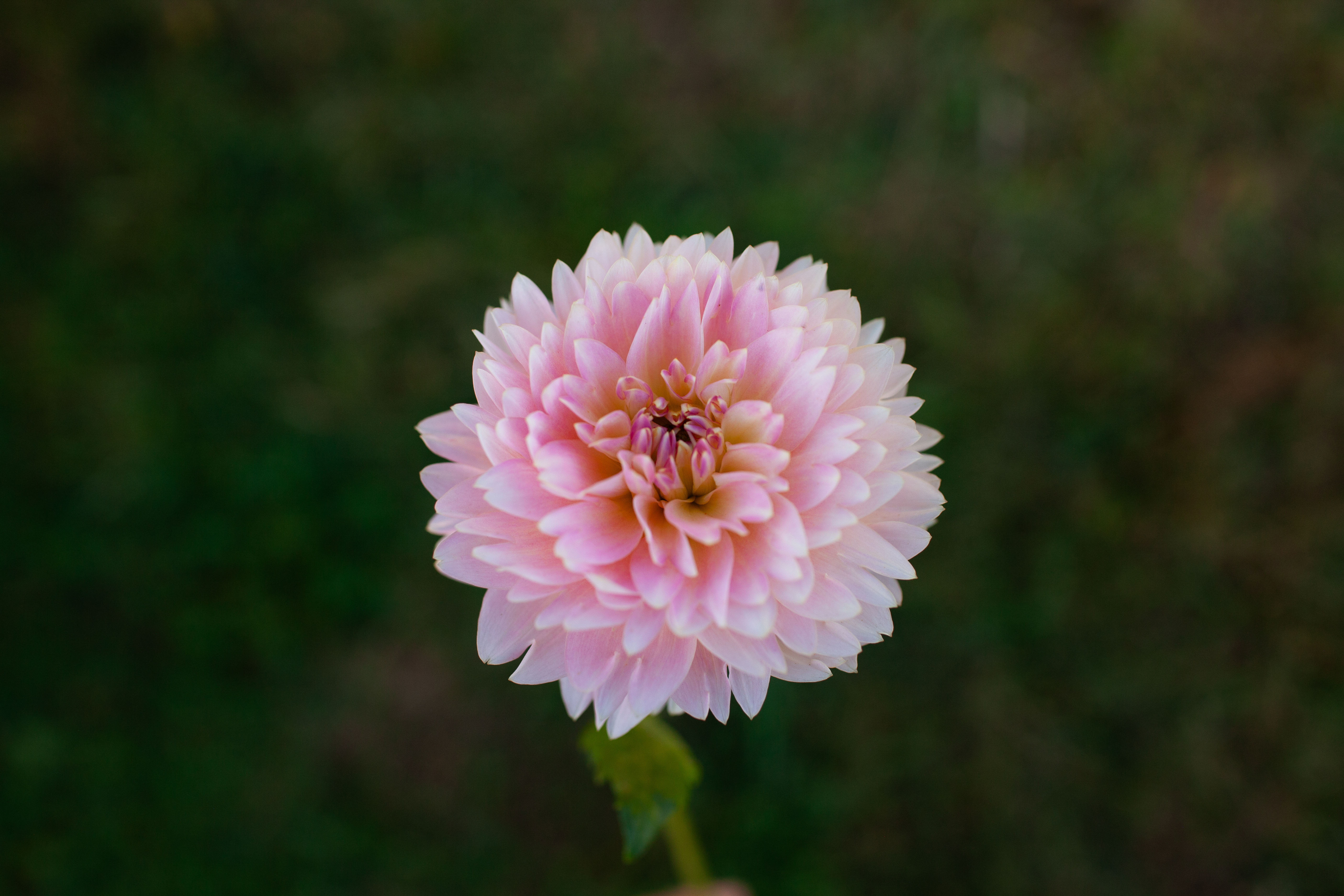 Rosemary Webb dahlia