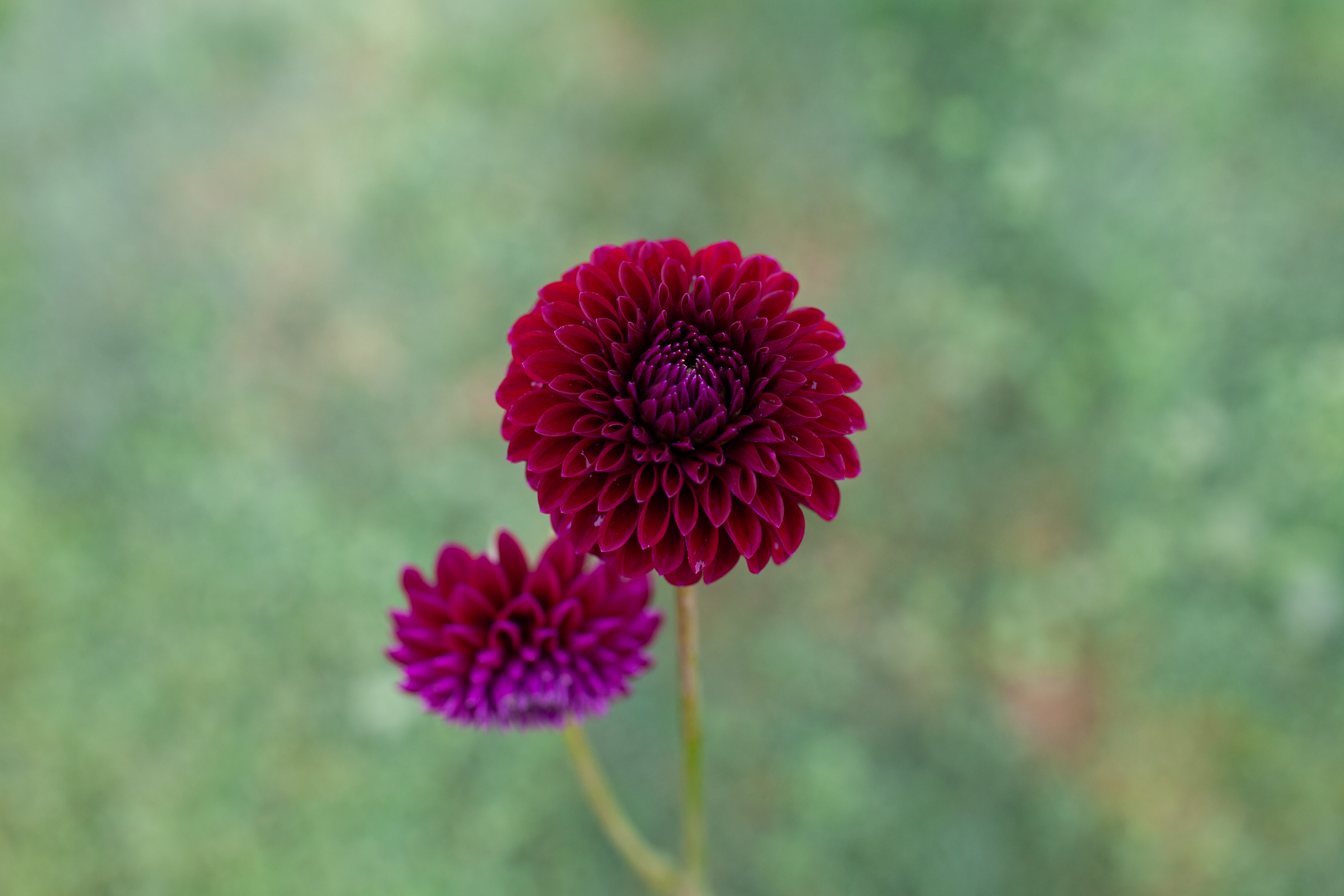 Saddle Rock Tiny Giant dahlia