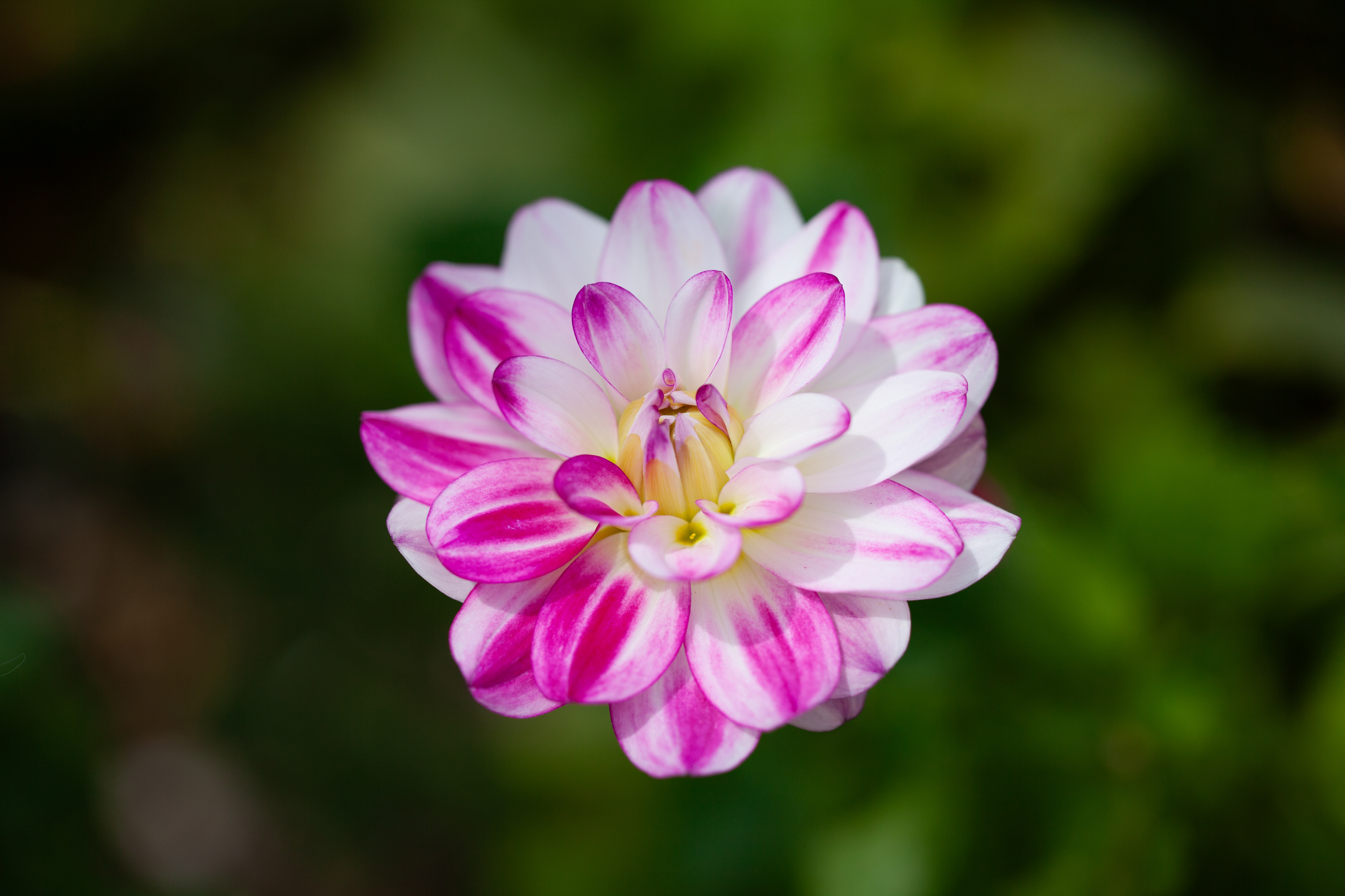 Saint Martin dahlia