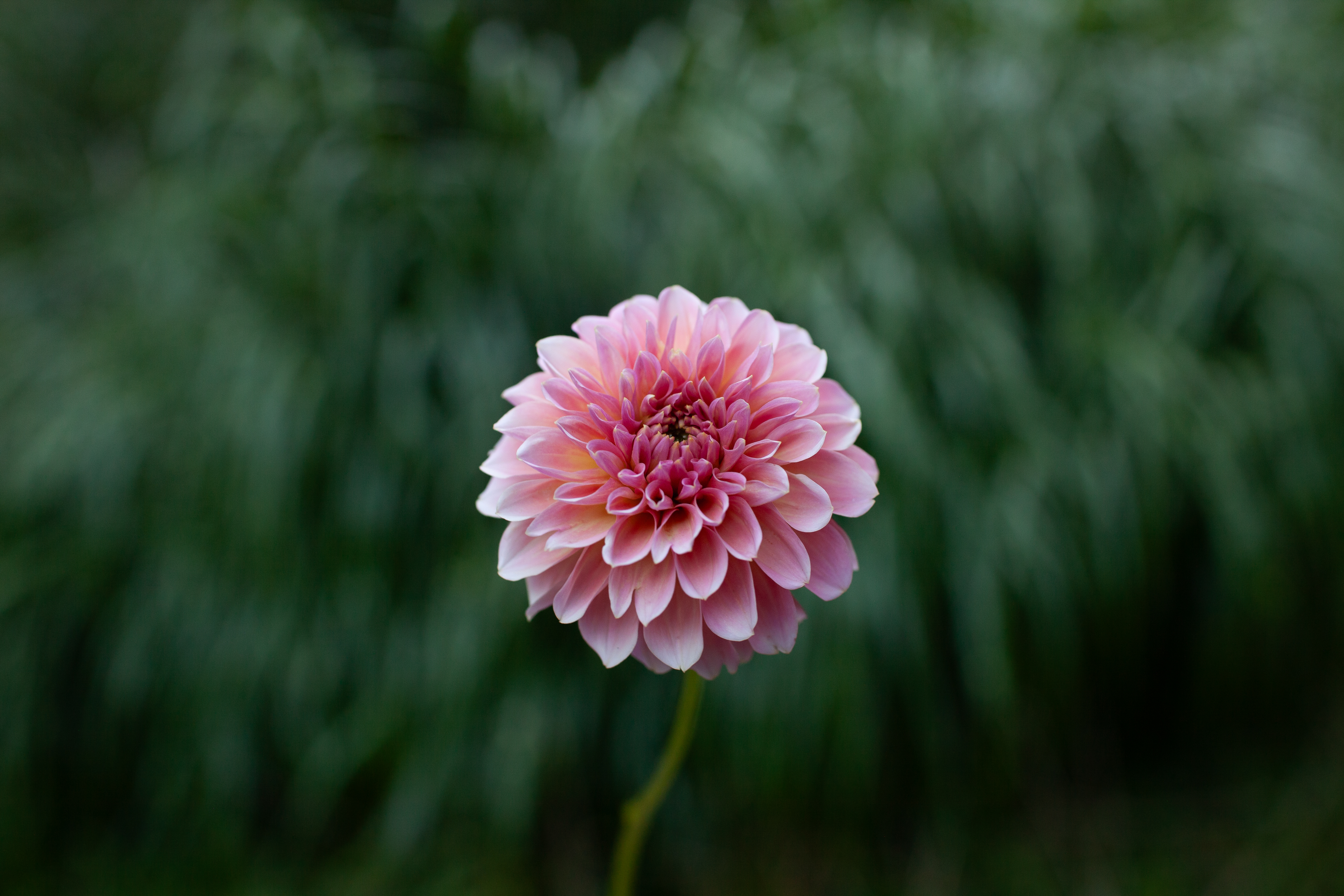 Salmon Kiss dahlia