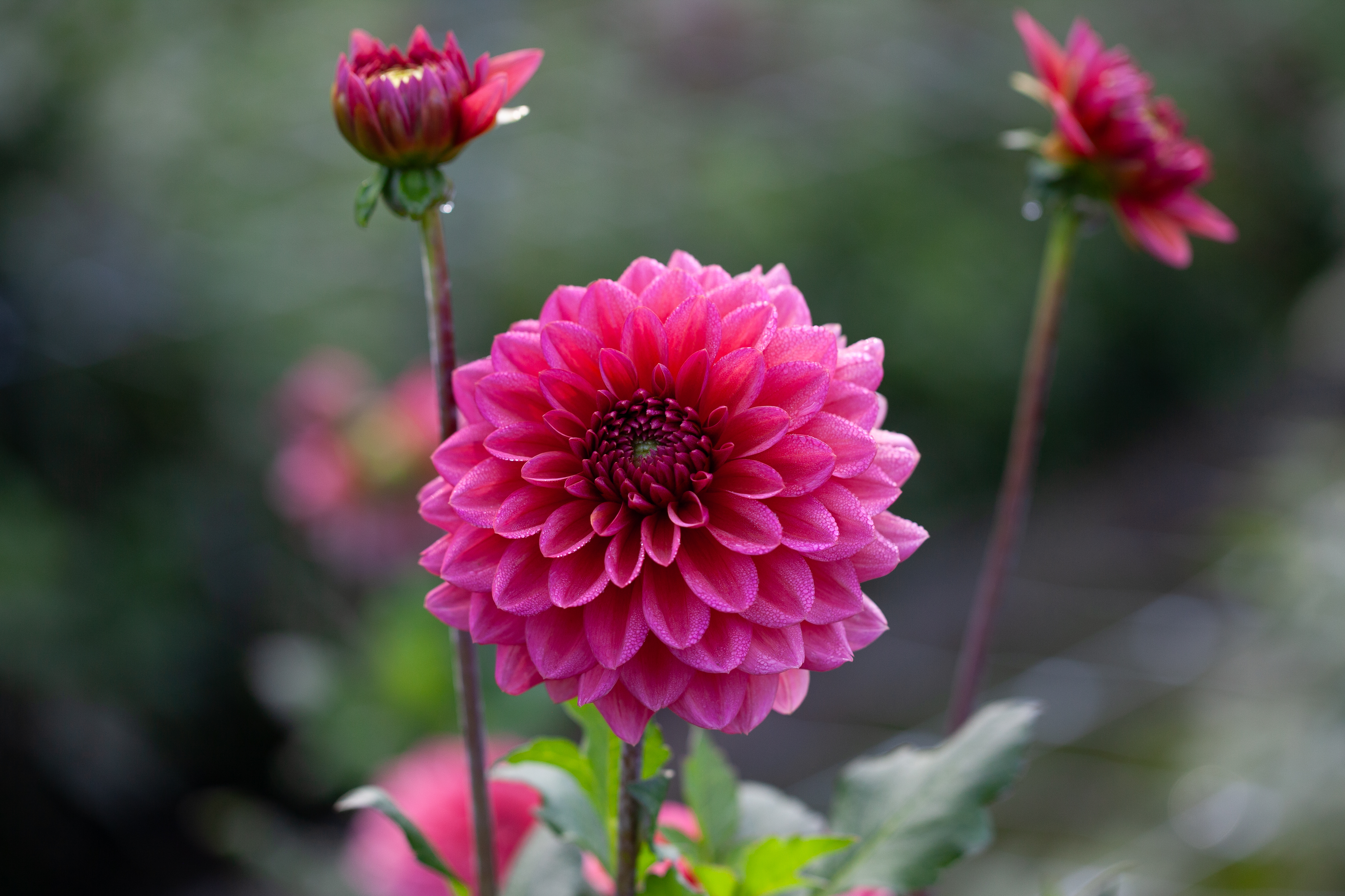 Salmon Runner dahlia
