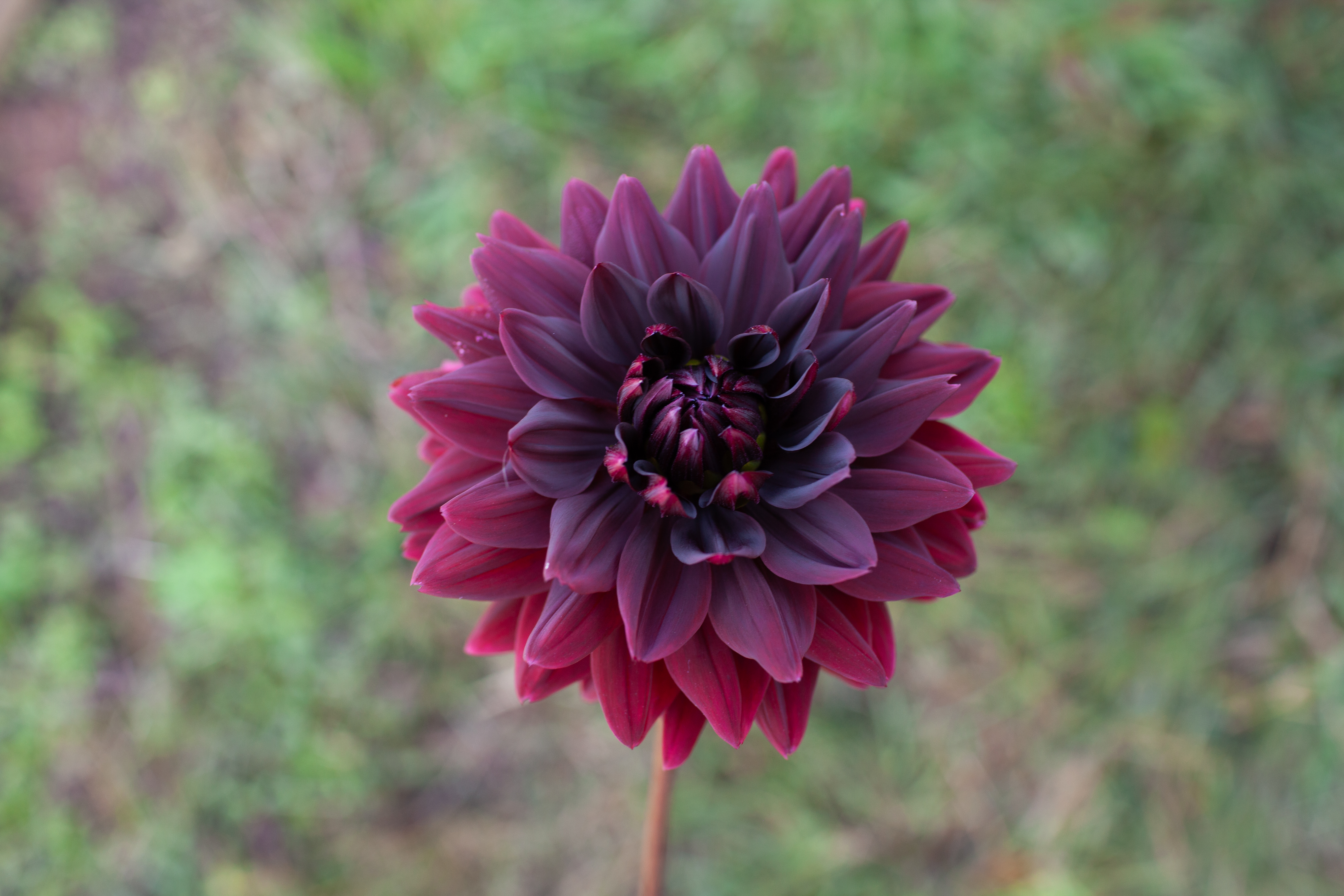 Sam Hopkins dahlia