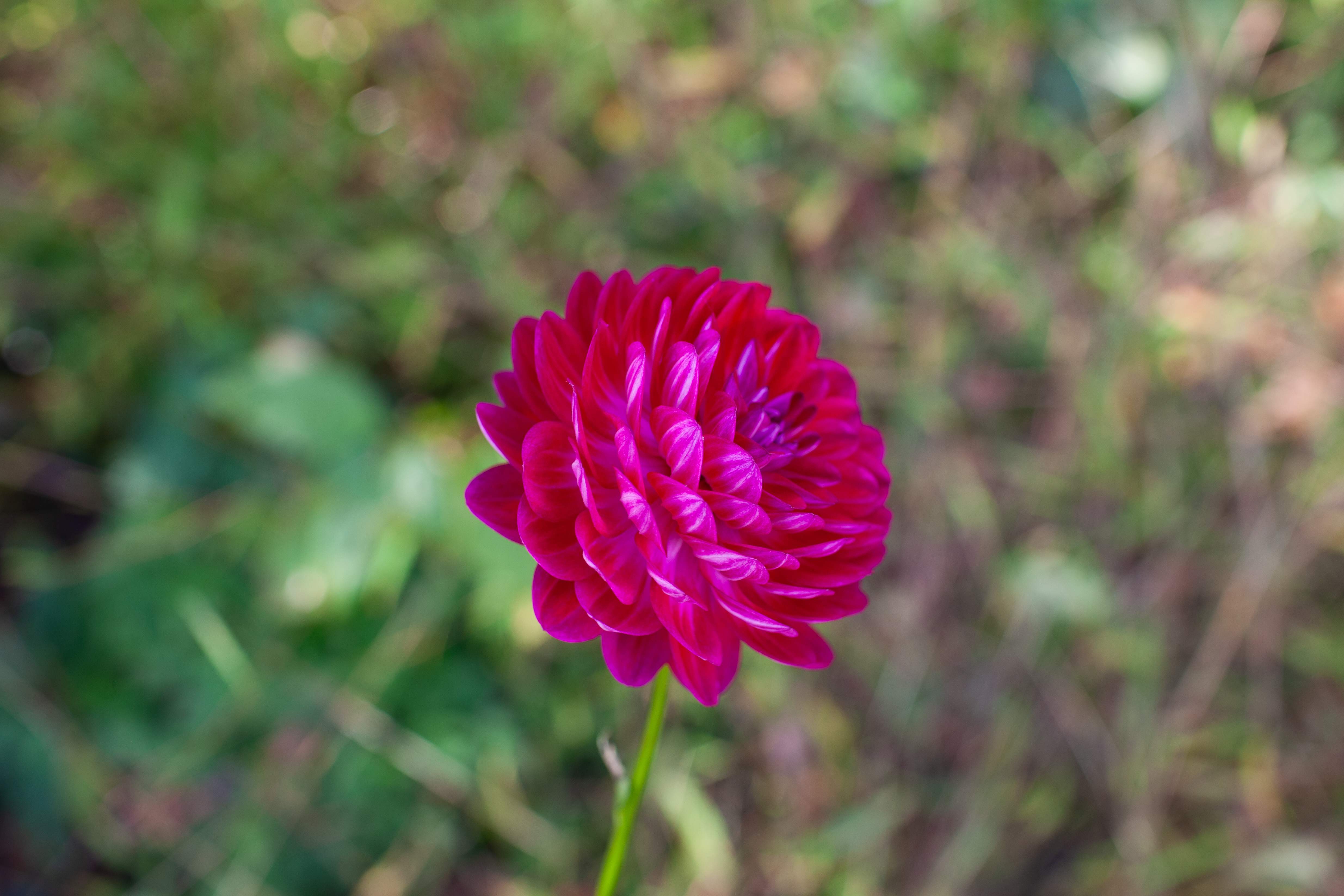 Sandia Bertha dahlia